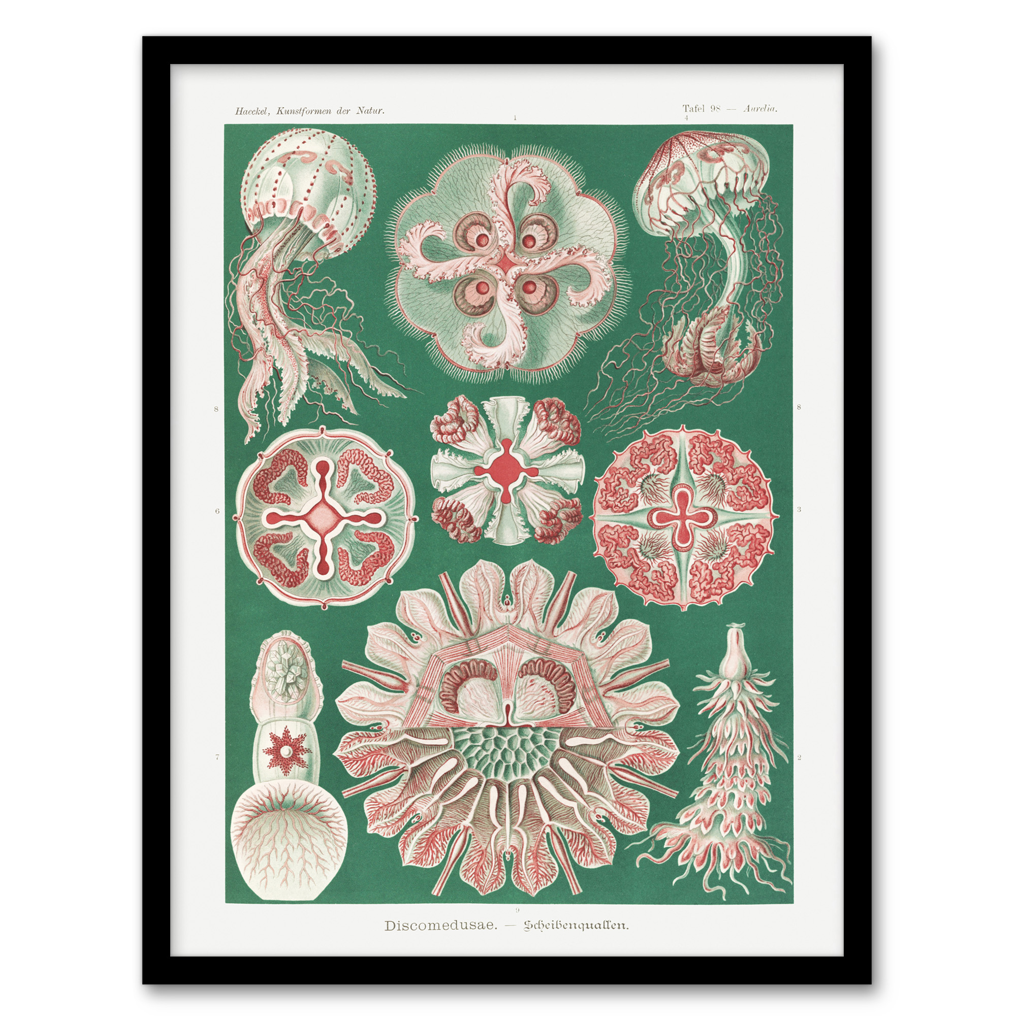 Haeckel Framed Wall Art Green Pink Vintage Jellyfish Illustration Home Décor