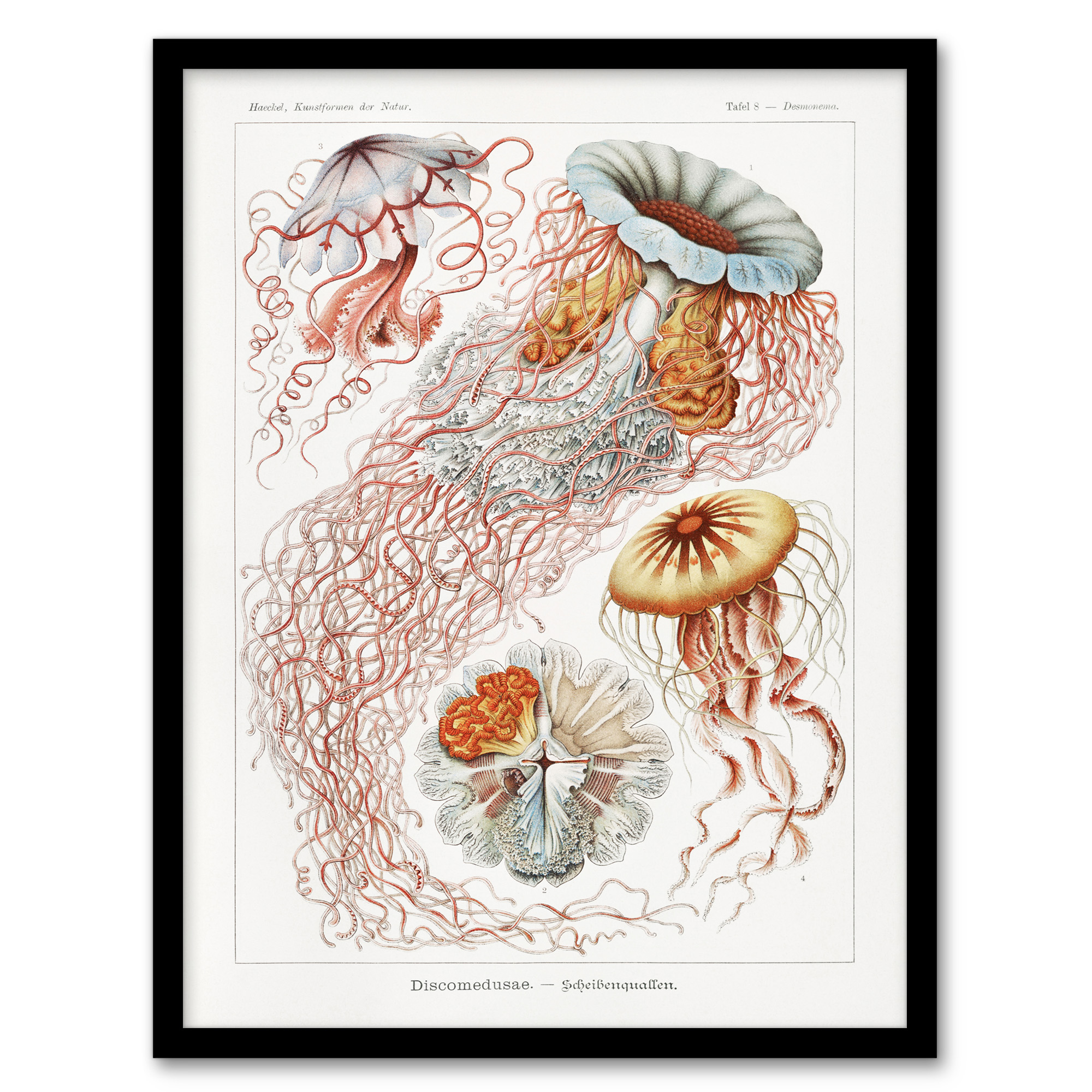 Ernst Haeckel Framed Wall Art Print Lions Mane Jellyfish Illustration Home Décor