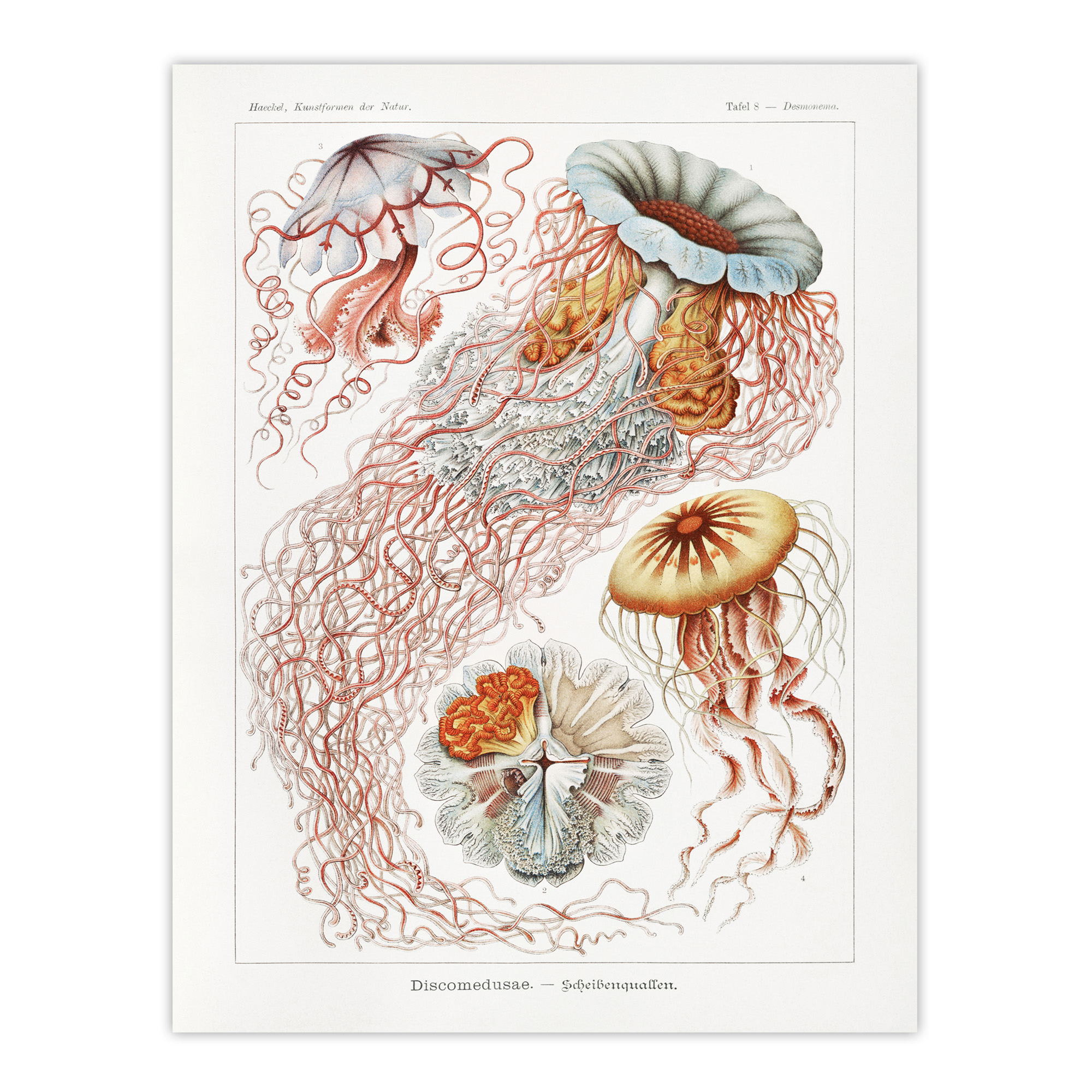 Lion's Mane Jellyfish Haeckel Botanical Wall Art Print Poster