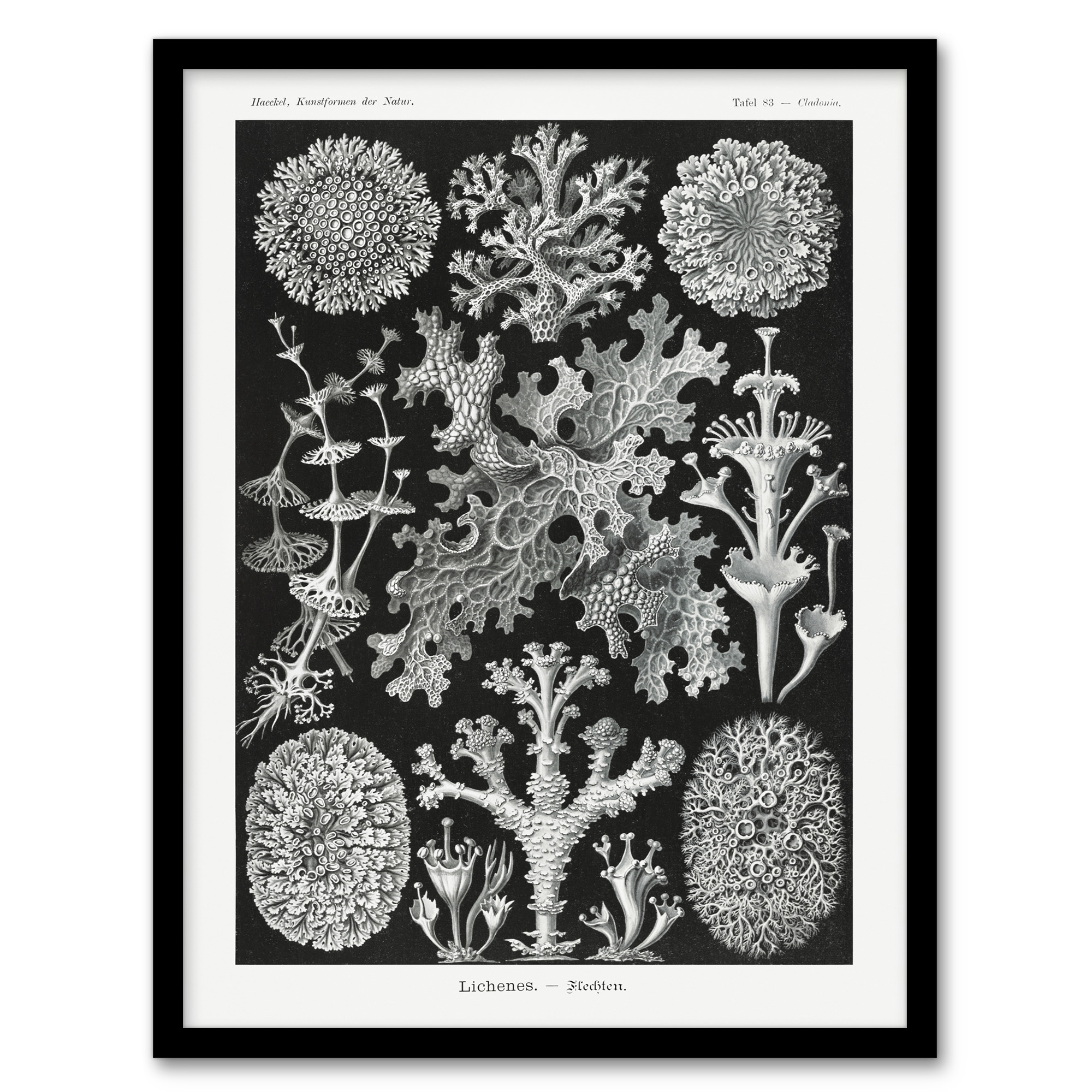 Ernst Haeckel Framed Wall Art Lichen Species Vintage Illustration Home Décor