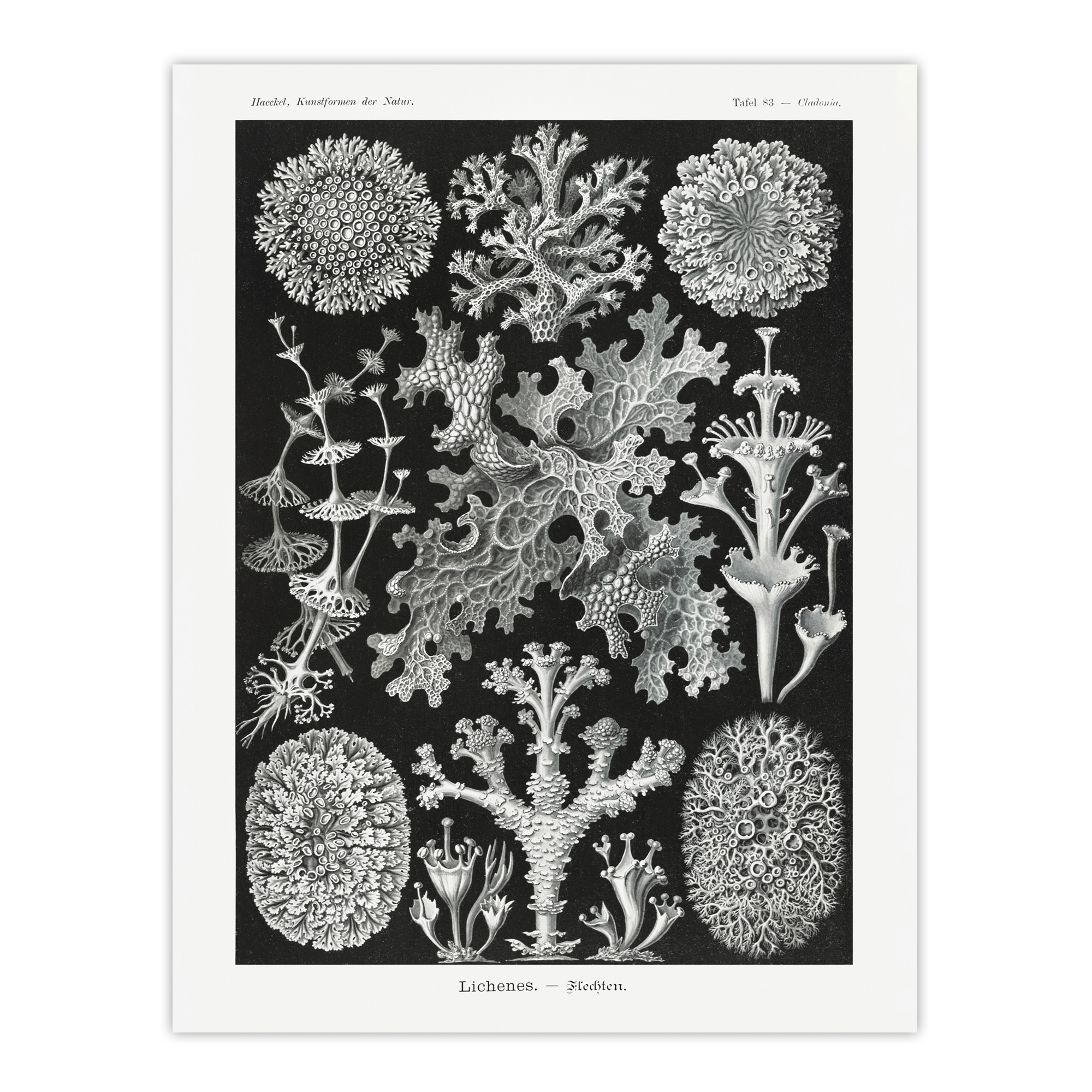 Lichen Species Vintage Haeckel Botanical Wall Art Print Poster