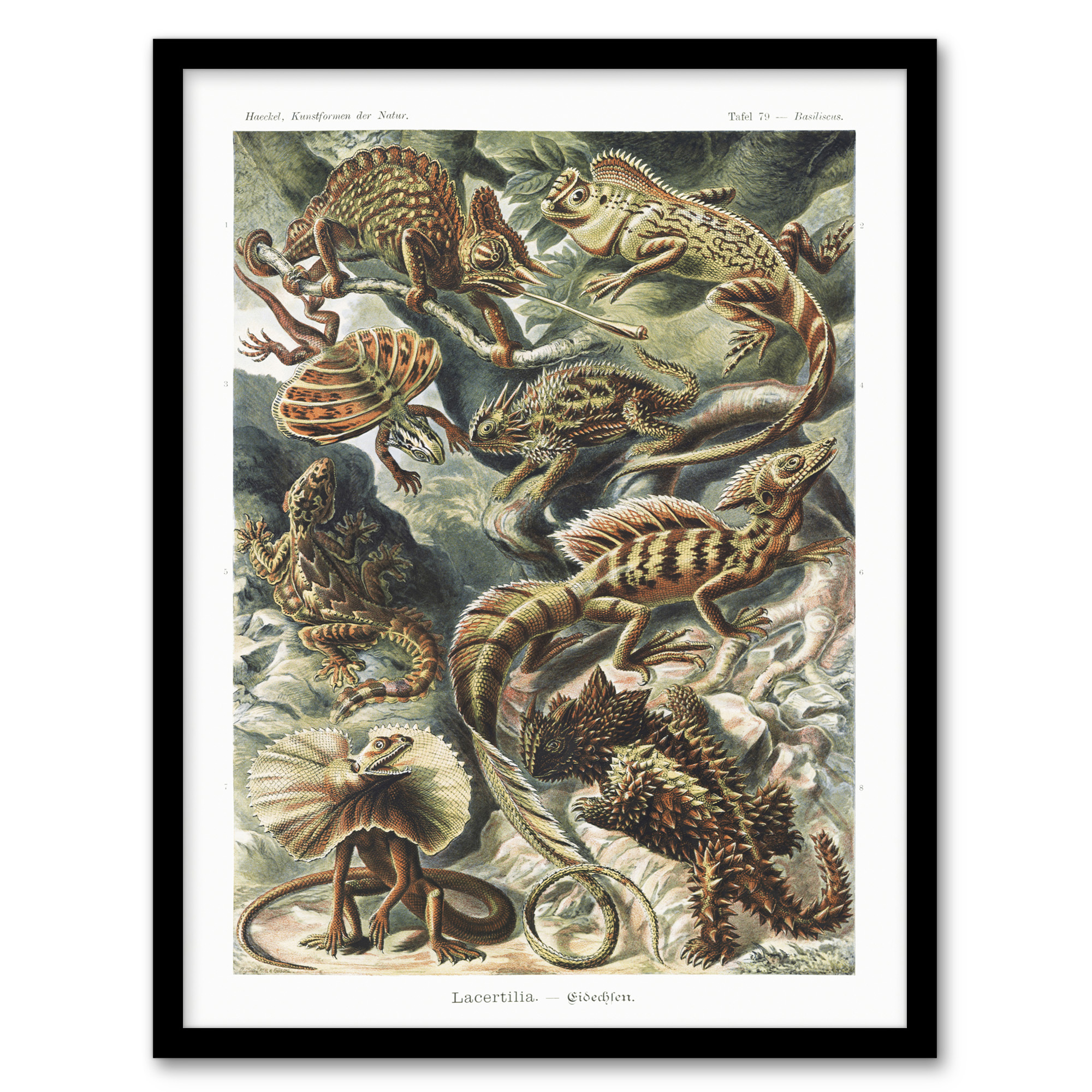 Ernst Haeckel Framed Wall Art Print Lacertilia Reptile Lizard Species Home Décor