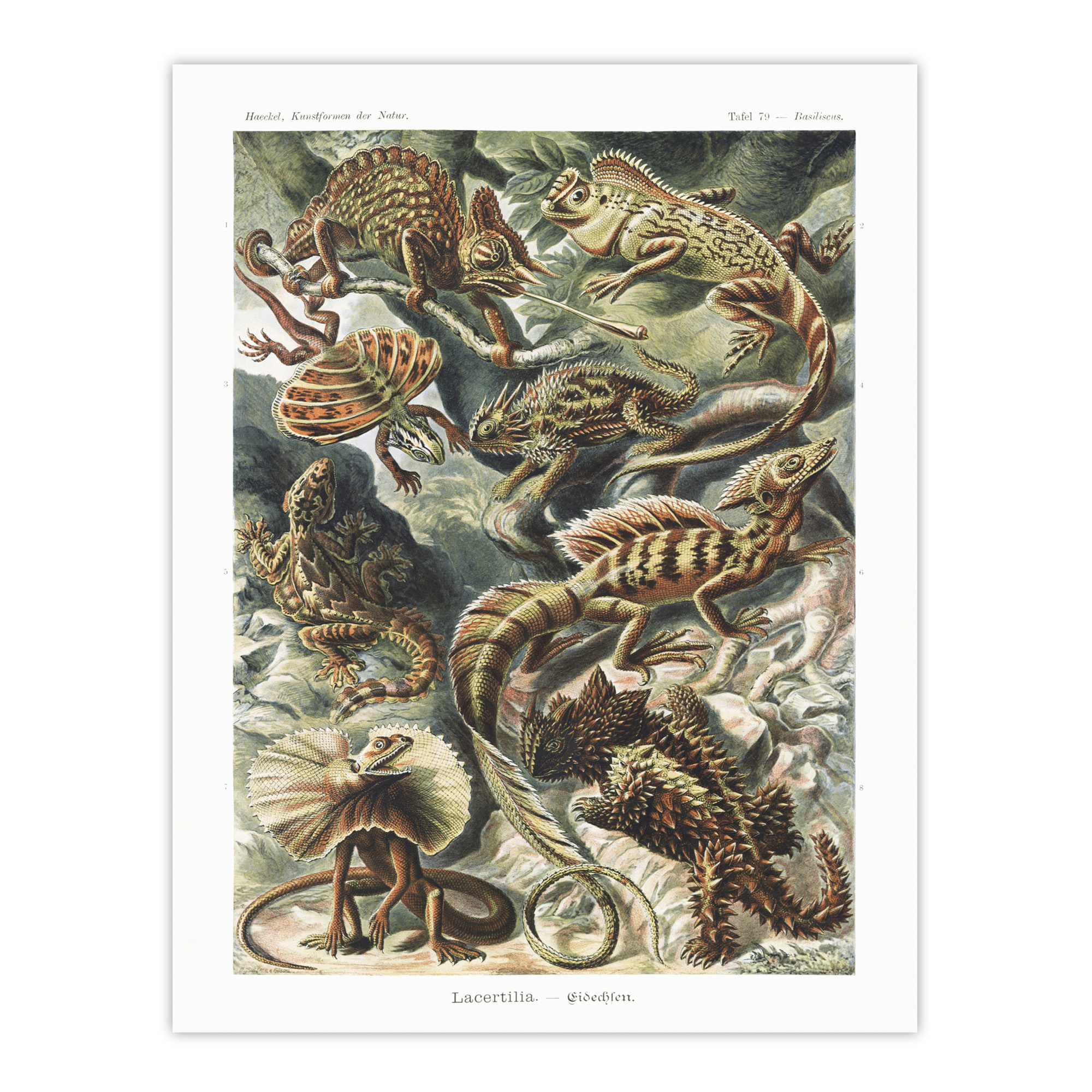 Lacertilia Reptile Lizard Species Haeckel Wall Art Print Poster