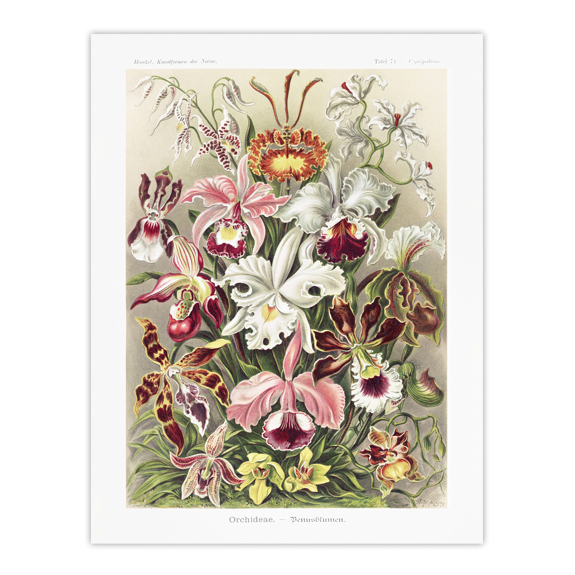 Orchid Flower Colourful Varieties Haeckel Wall Art Print Poster