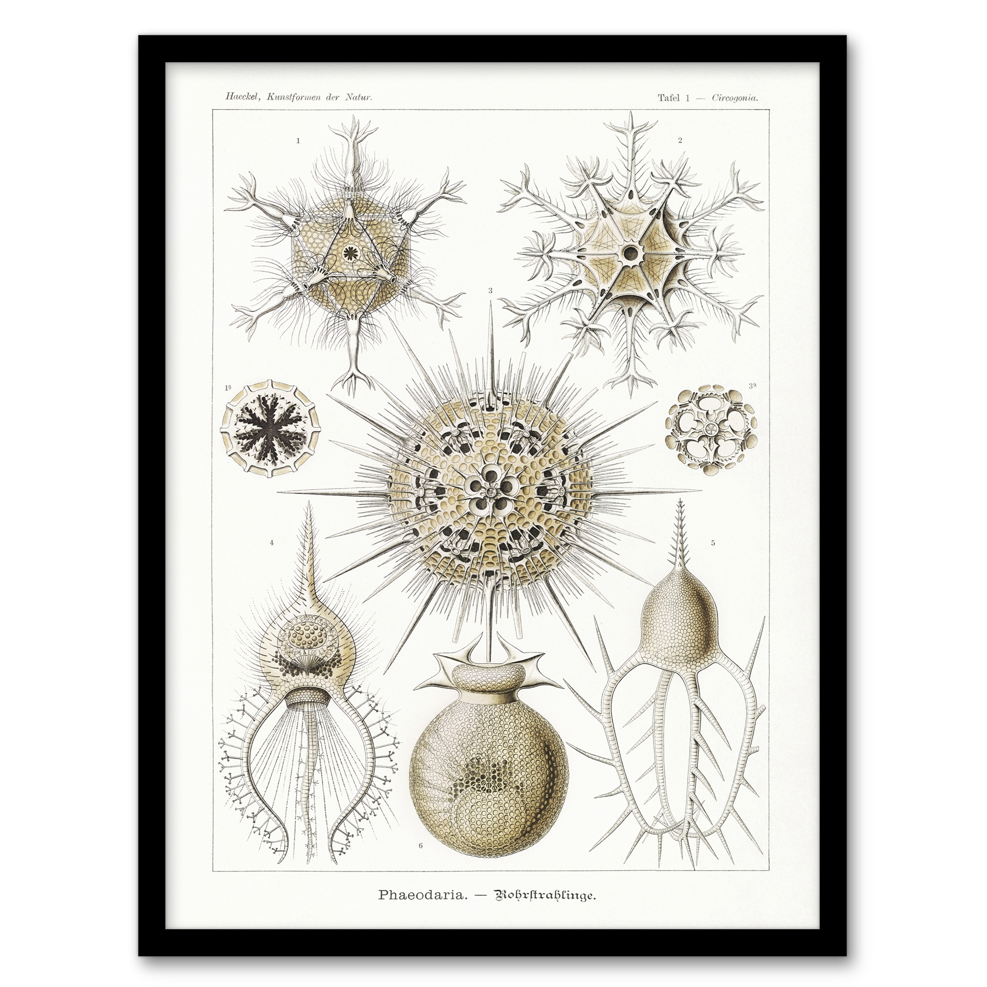 Ernst Haeckel Framed Wall Art Phaeodaria Amoeba Vintage Illustration Home Décor