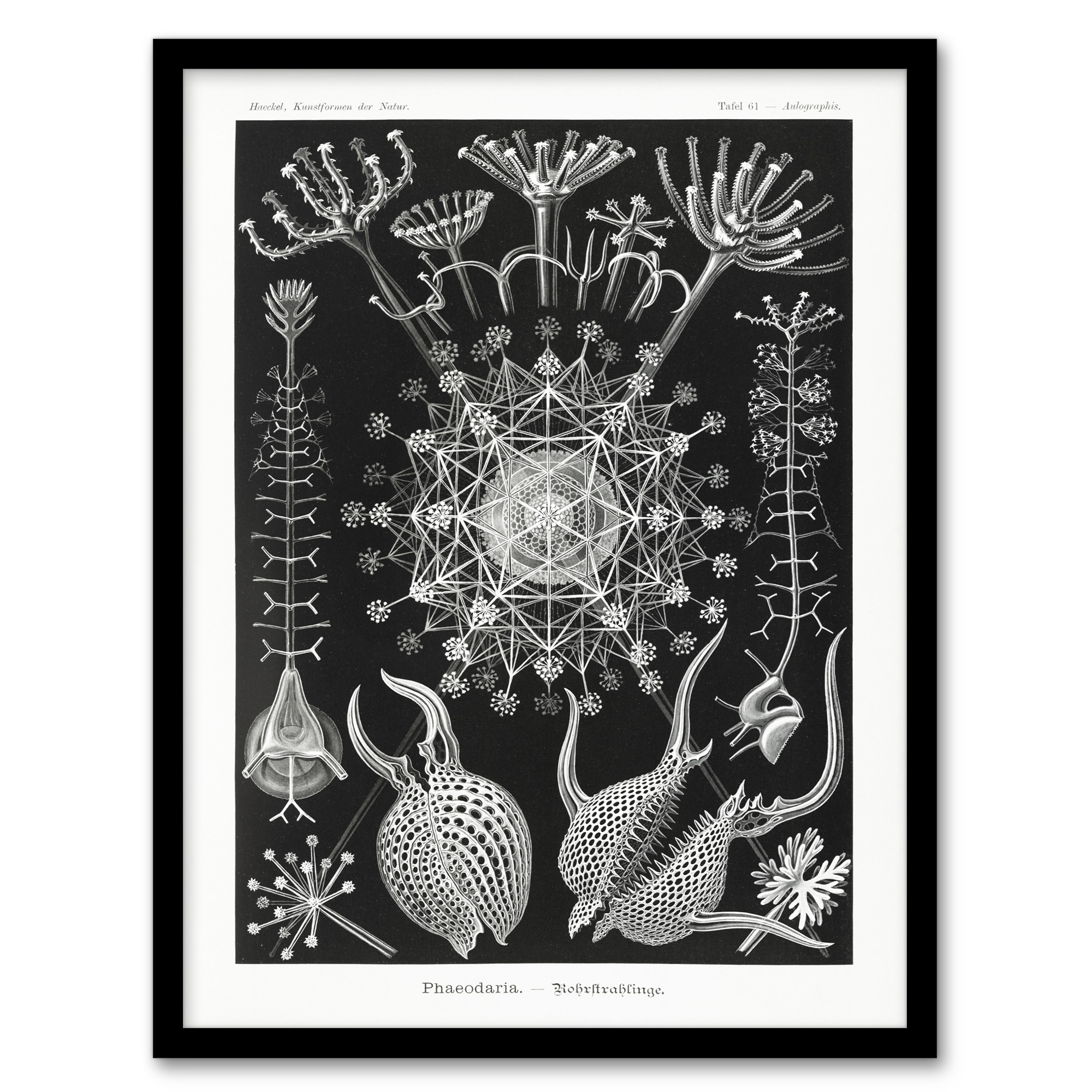 Phaeodaria Marine Life Haeckel Botanical Wall Art Print Poster