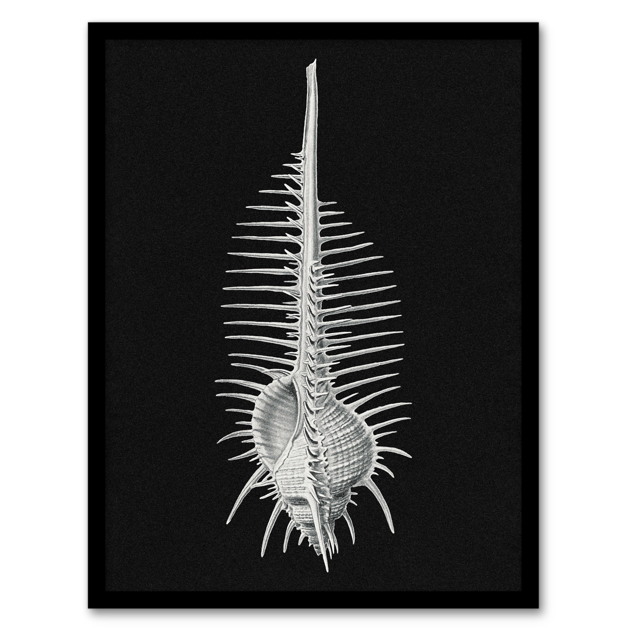 Sea Shell Sketch on Black Haeckel Botanical Wall Art Print Poster