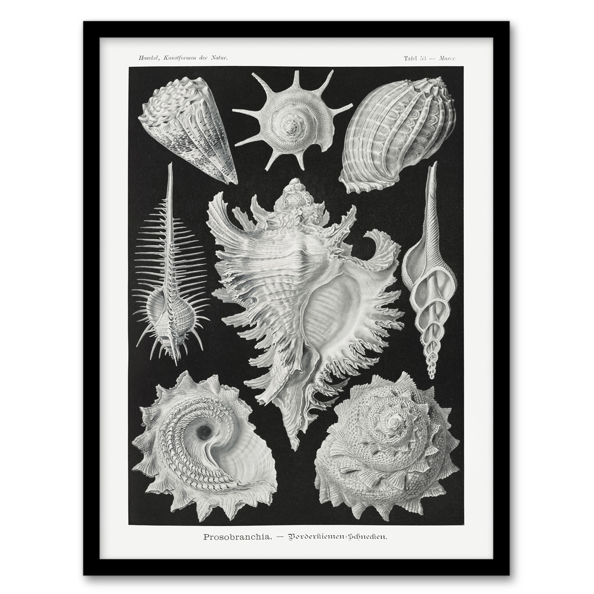 Sea Snail Shells Vintage Haeckel Botanical Wall Art Print Poster