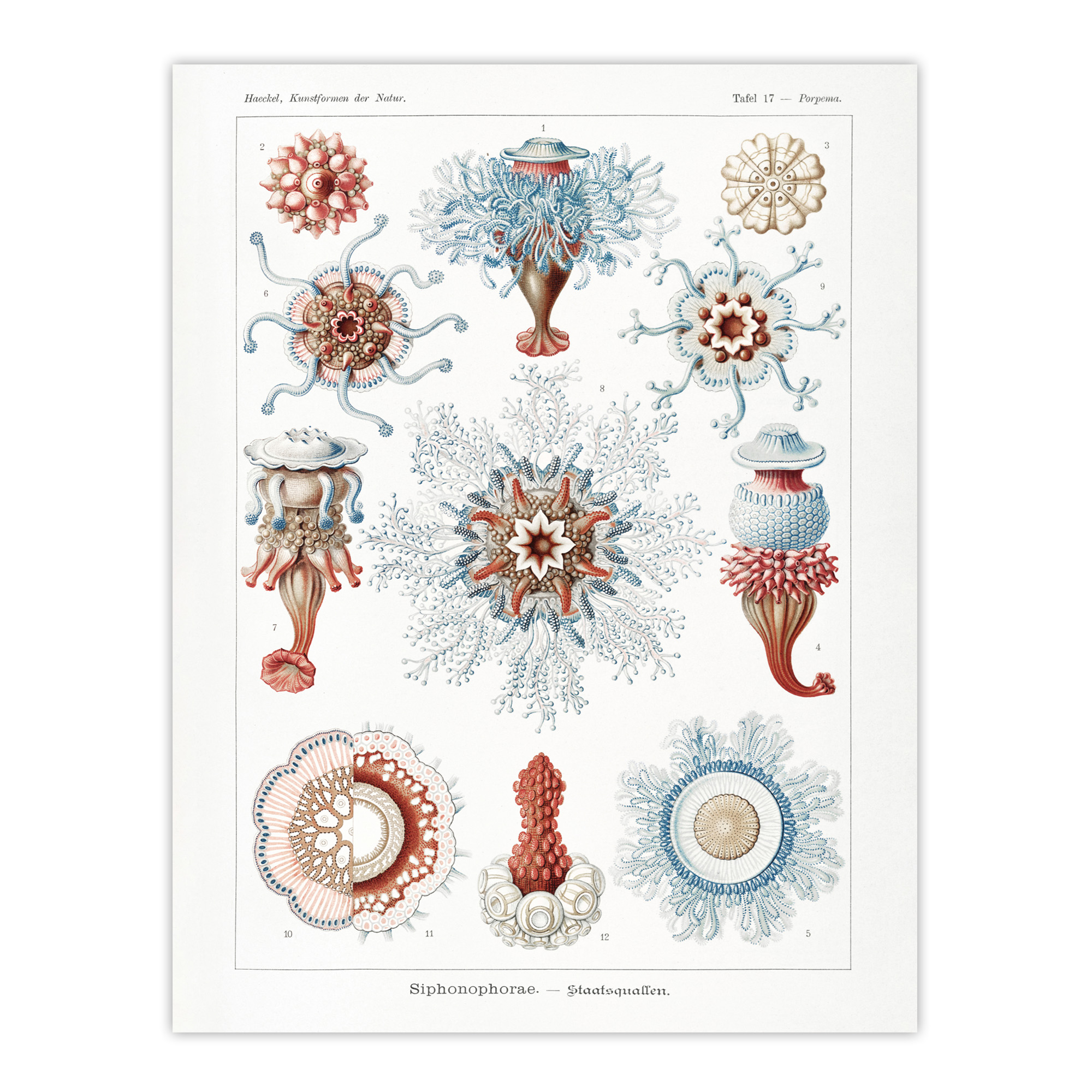 Siphonophorae Marine Life Haeckel Botanical Wall Art Print Poster