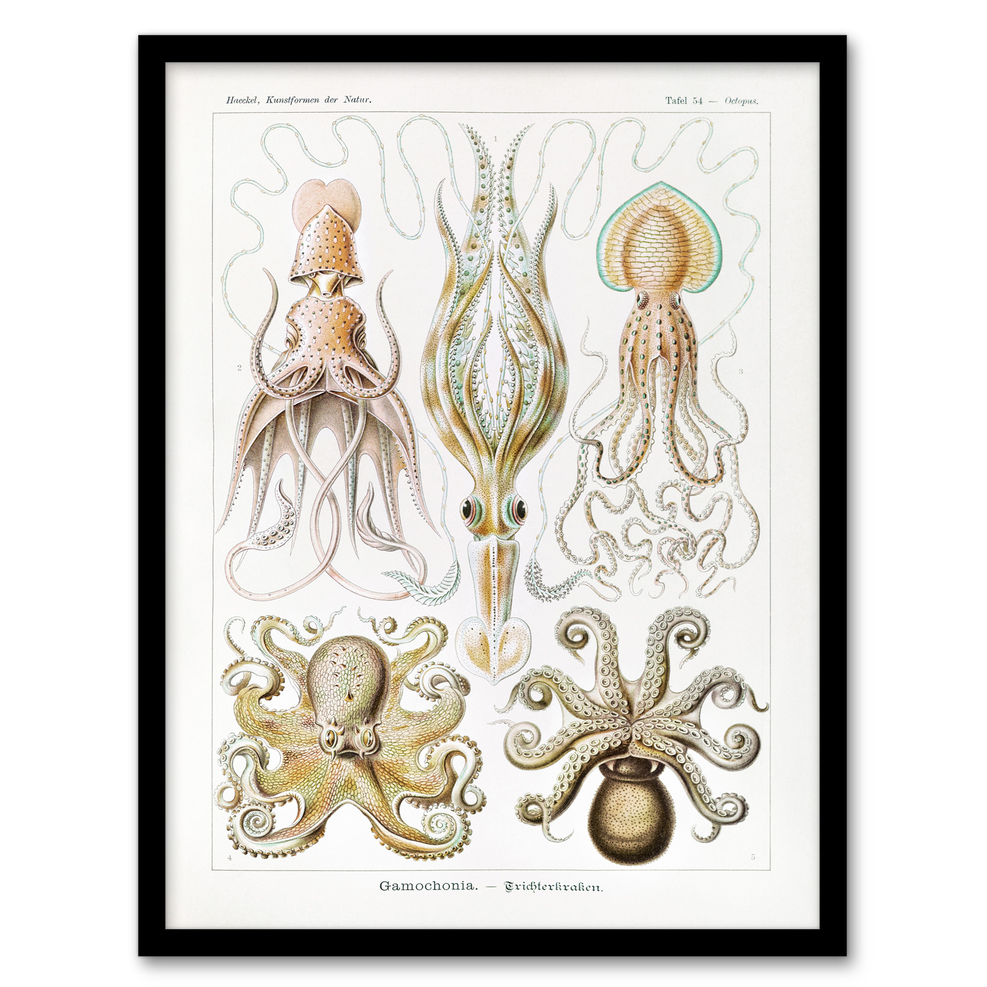Ernst Haeckel Framed Wall Art Squid and Octopus Vintage Illustrations Home Décor - Bild 2 von 9