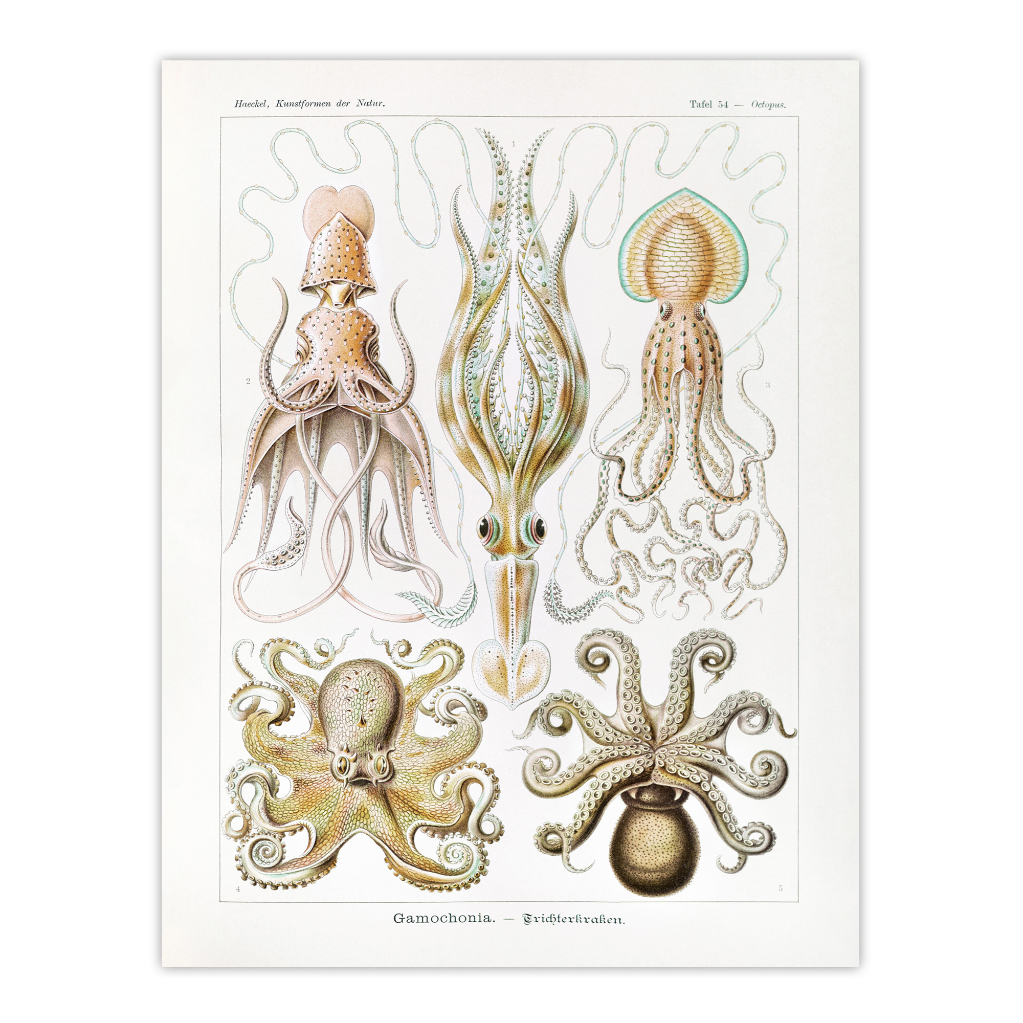 Ernst Haeckel Framed Wall Art Squid and Octopus Vintage Illustrations Home Décor - Bild 4 von 9