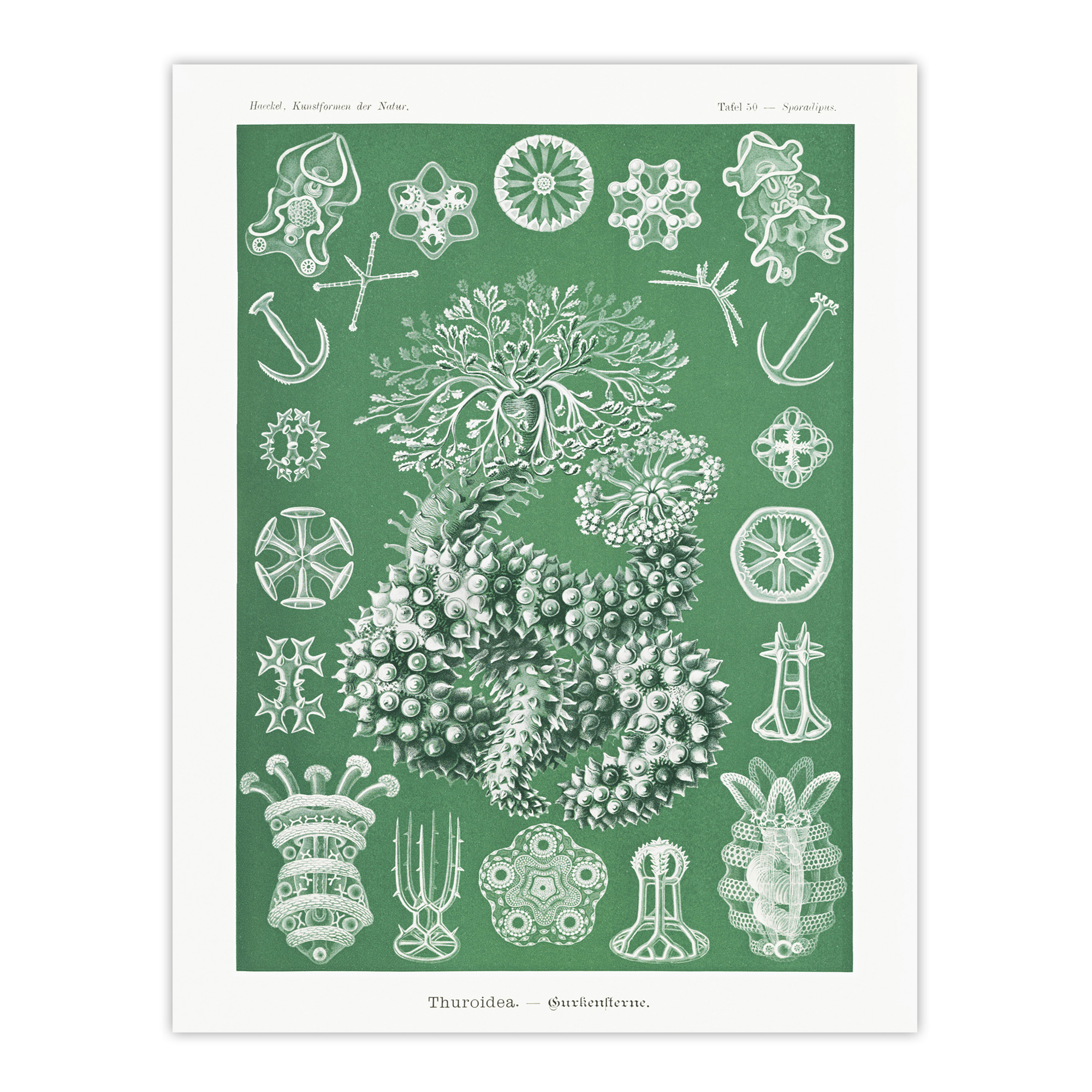 Ocean Sea Cucumber Beach Haeckel Botanical Wall Art Print Poster