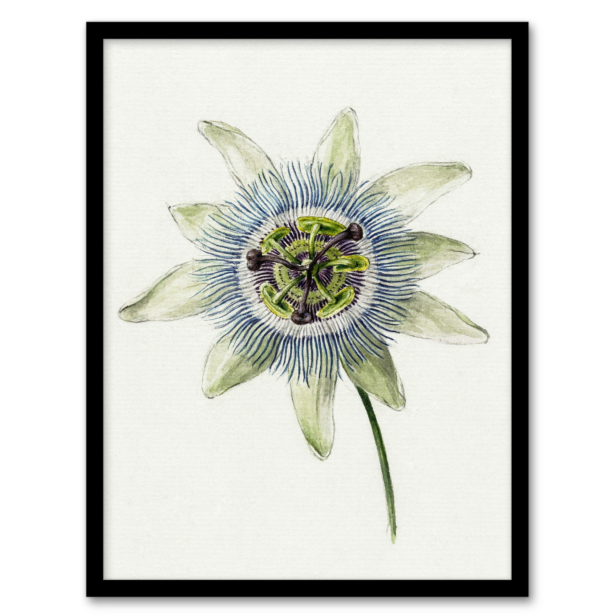 Passion Flower Bloom Floral Drawing Bernard Wall Art Print Poster