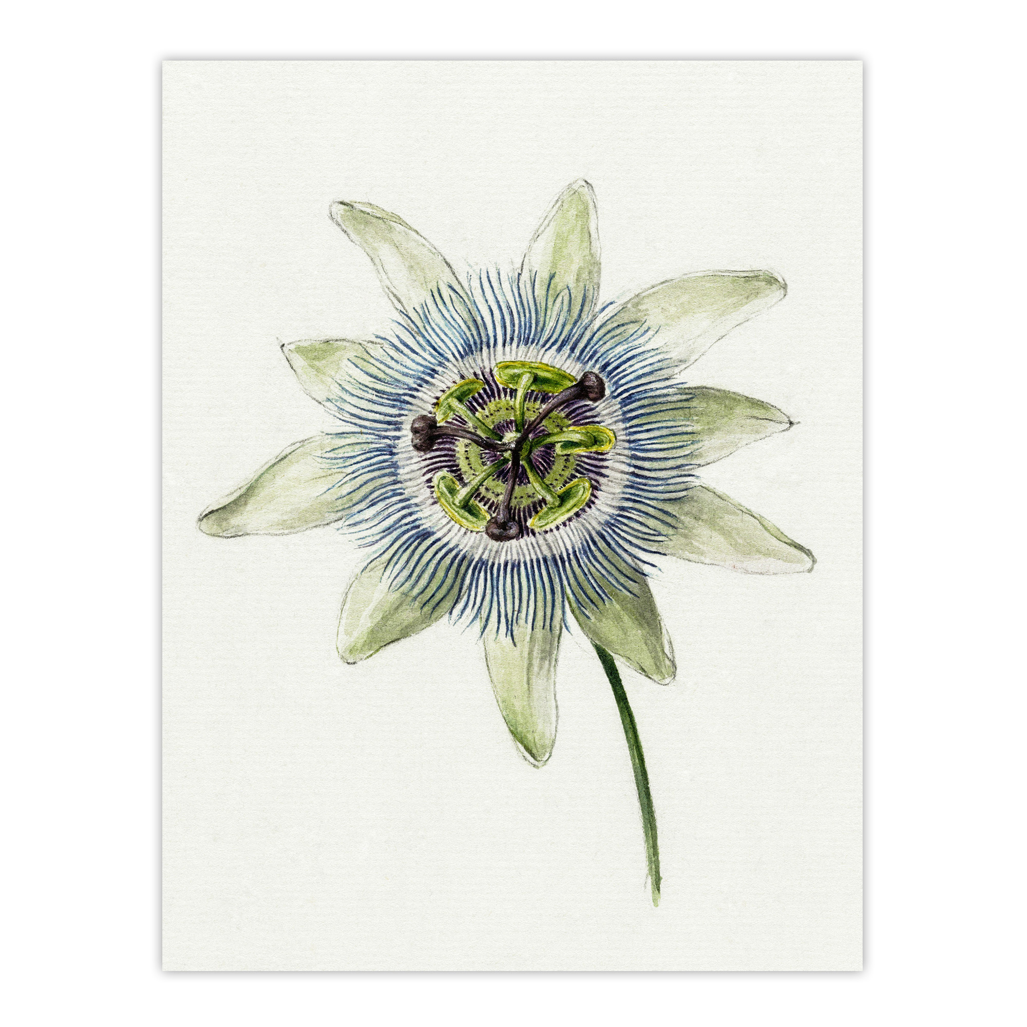 Passion Flower Bloom Floral Drawing Bernard Wall Art Print Poster