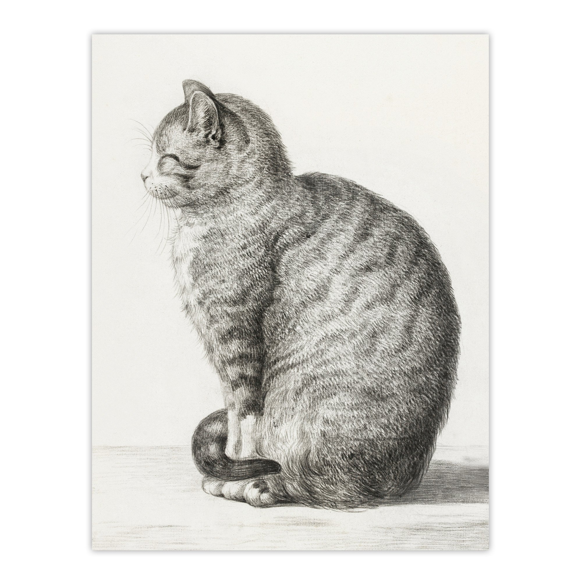 Sitting Smiling Cat Pencil Drawing Bernard Wall Art Print Poster