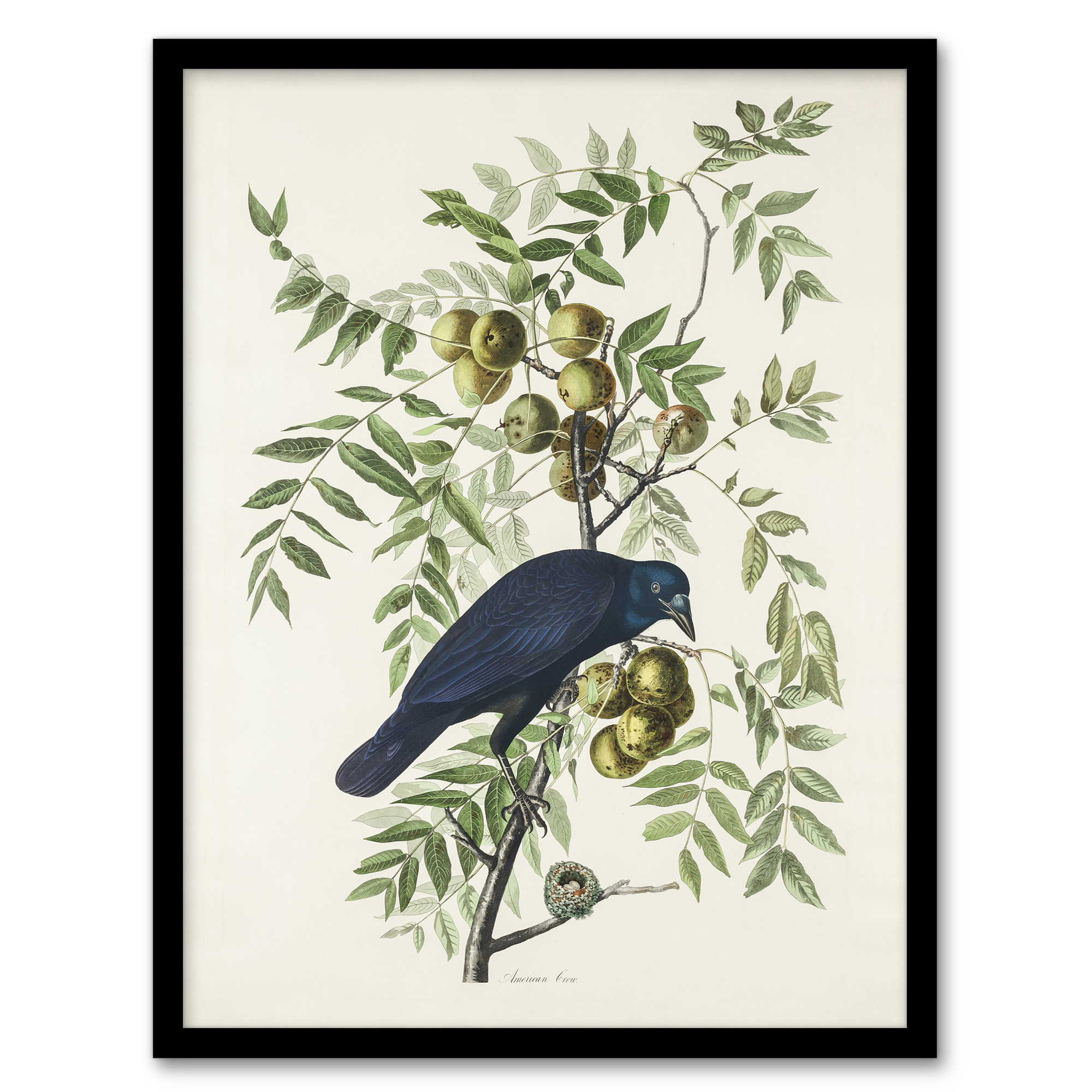 American Crow on Walnut Tree Audubon Nature Wall Art Print Poster
