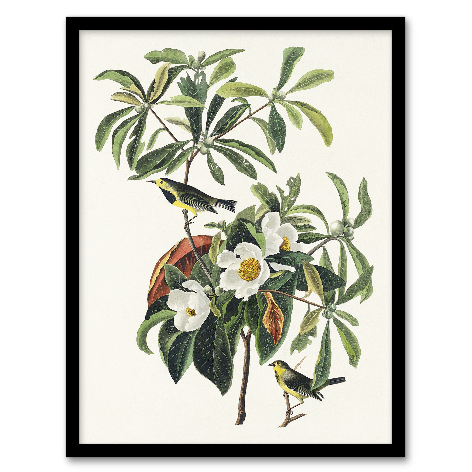 Bachman's Warbler and Franklinia Tree Audubon Wall Art Print Poster