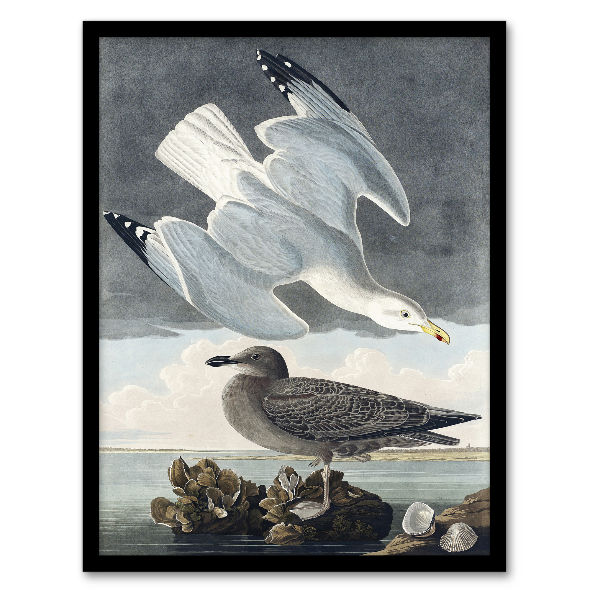 John James Audubon Framed Wall Art Birds of America Herring Gull Home Décor