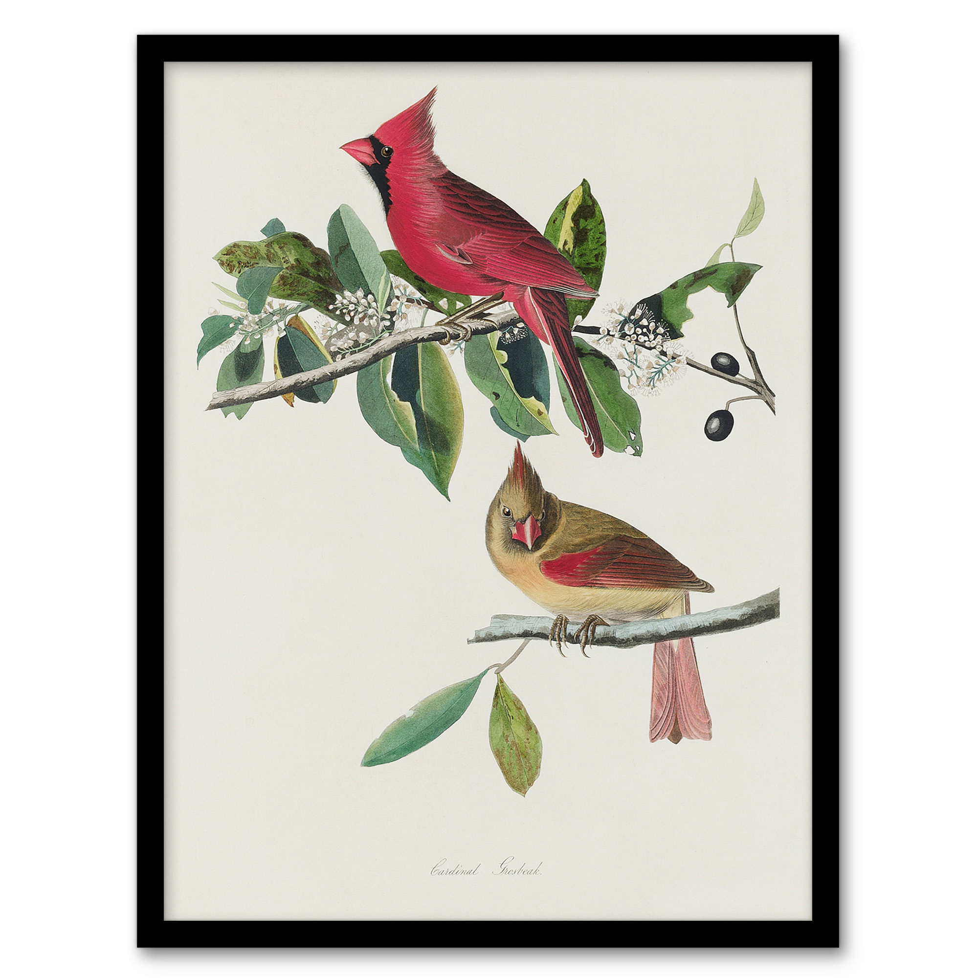 John James Audubon Framed Wall Art Print Cardinal Grosbeak Bird Home Décor A3/A4