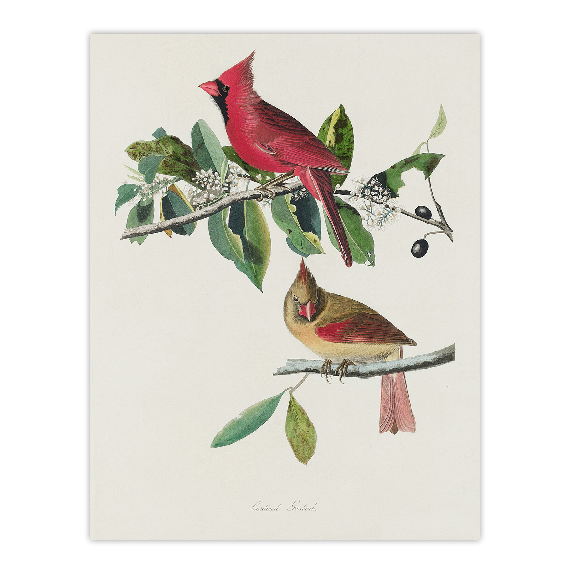 Cardinal Grosbeak Bird Audubon Nature Wall Art Print Poster