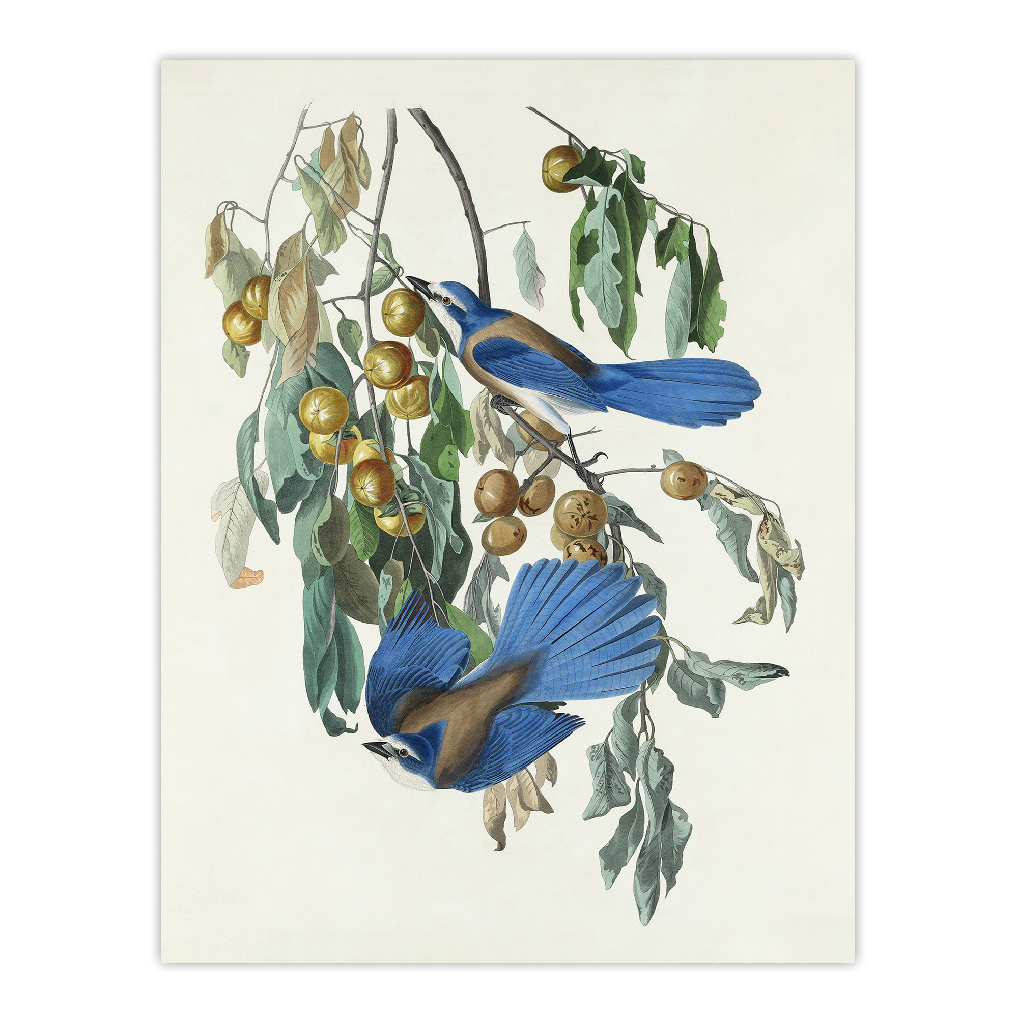 Florida Jay and Persimmon Tree Audubon Nature Wall Art Print Poster