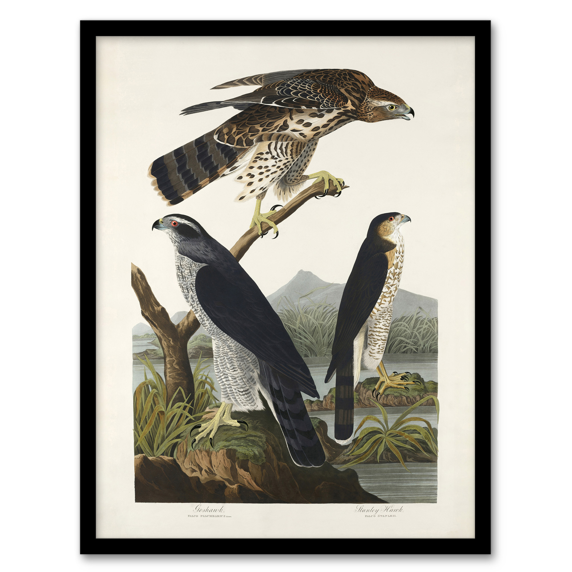 John James Audubon Framed Wall Art Print Goshawk and Stanley Hawk Home Décor