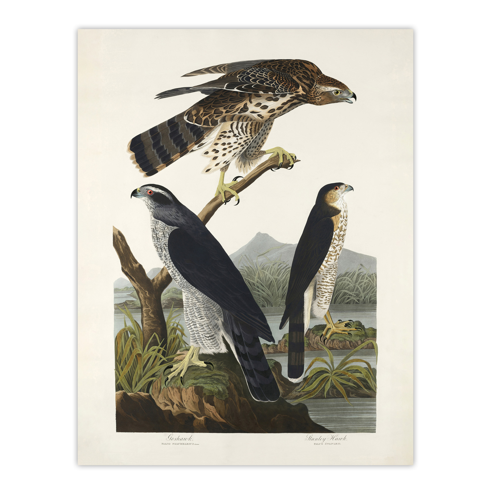 Goshawk and Stanley Hawk Audubon Nature Wall Art Print Poster
