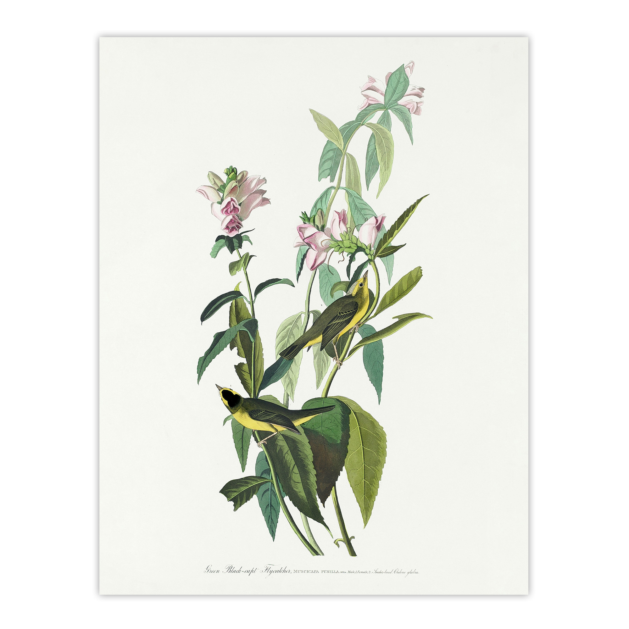 Green Black Capped Flycatcher Audubon Nature Wall Art Print Poster