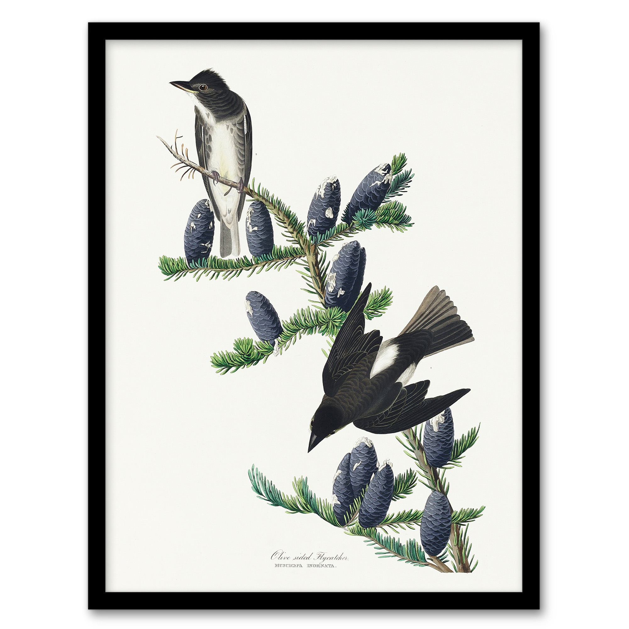 Olive Sided Flycatcher Bird on Fir Tree Audubon Wall Art Print Poster