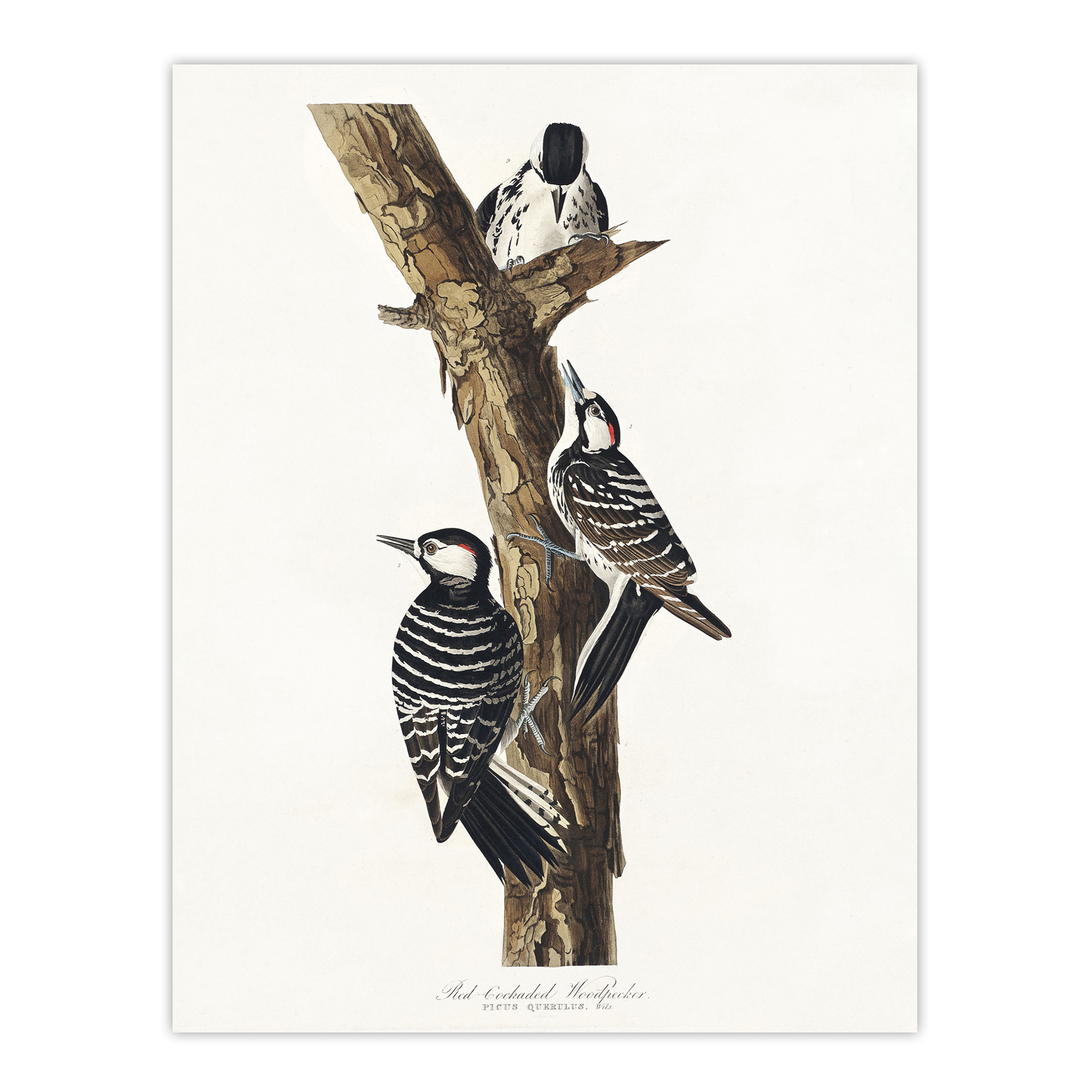 Red Cockaded Woodpecker Audubon Nature Wall Art Print Poster