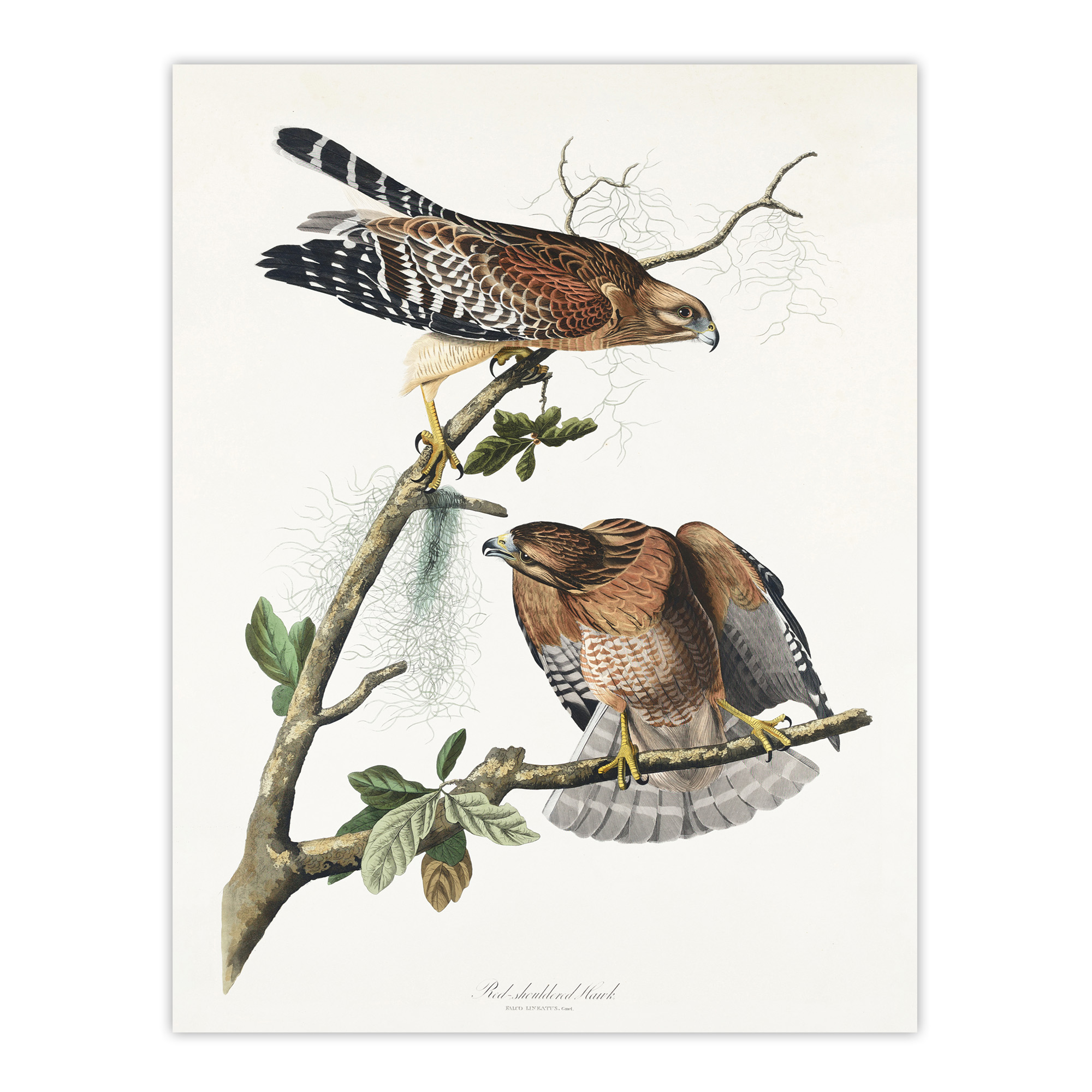 Red Shouldered Hawk Audubon Nature Wall Art Print Poster