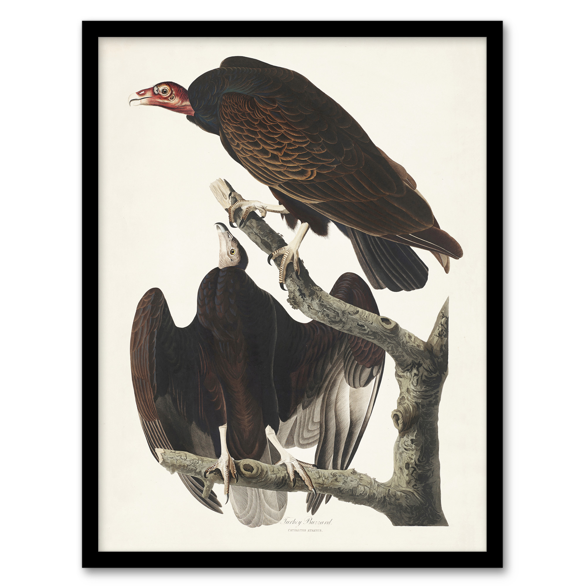 John James Audubon Framed Wall Art Print Turkey Buzzard Vulture Home Décor A3/A4