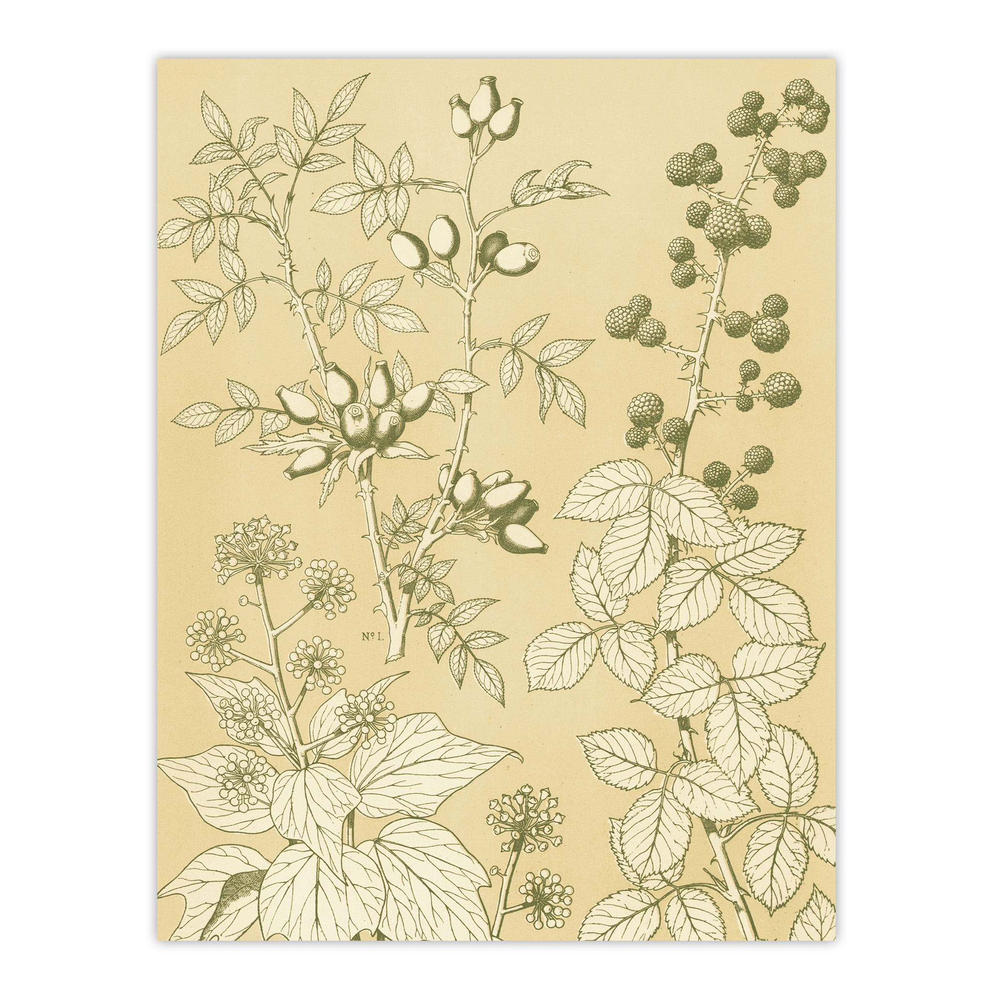 Wild Rose Ivy Blackberry Botanical Jones Vintage Wall Art Print Poster