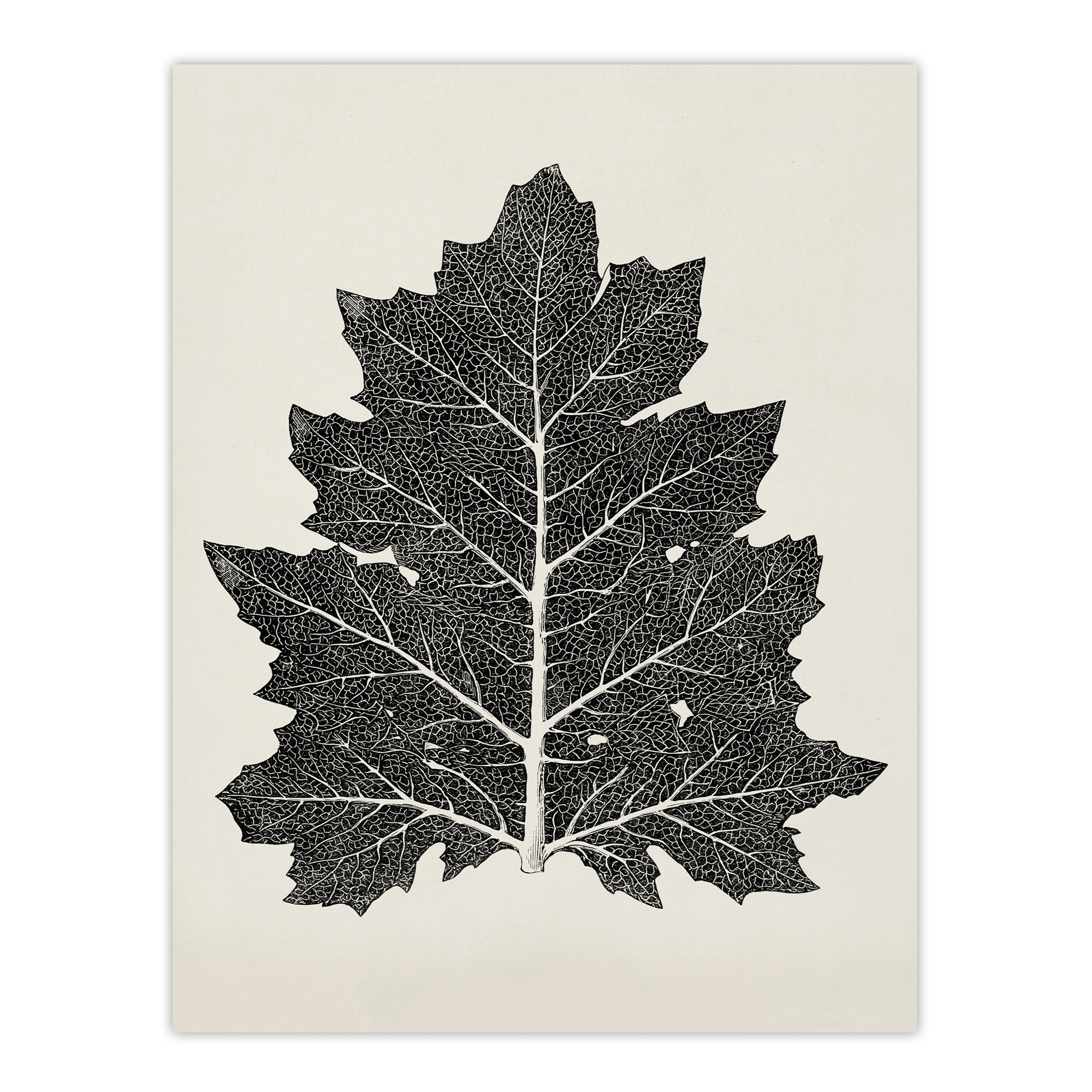 Black and White Leaf Drawing Owen Jones Vintage Wall Art Print Poster