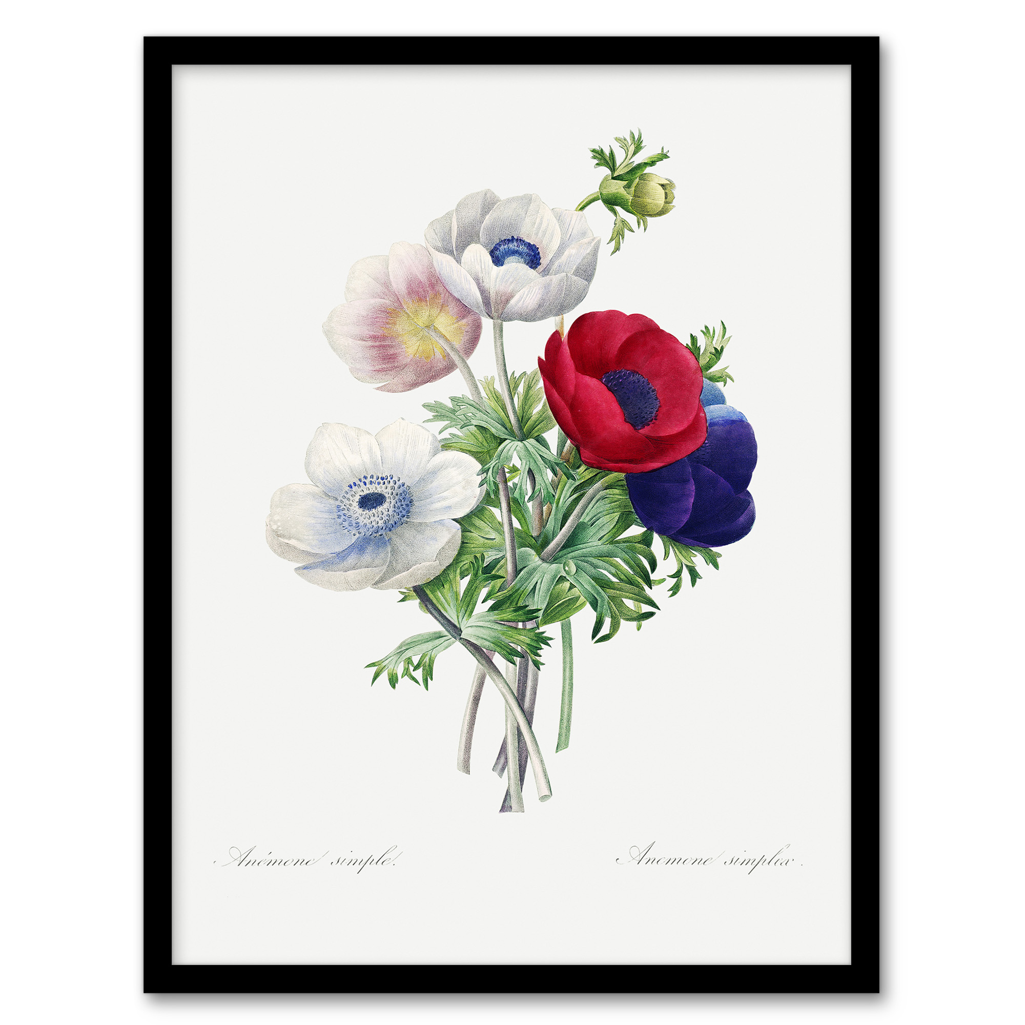 Anemone Flowers Botanical Redoute Vintage Wall Art Print Poster