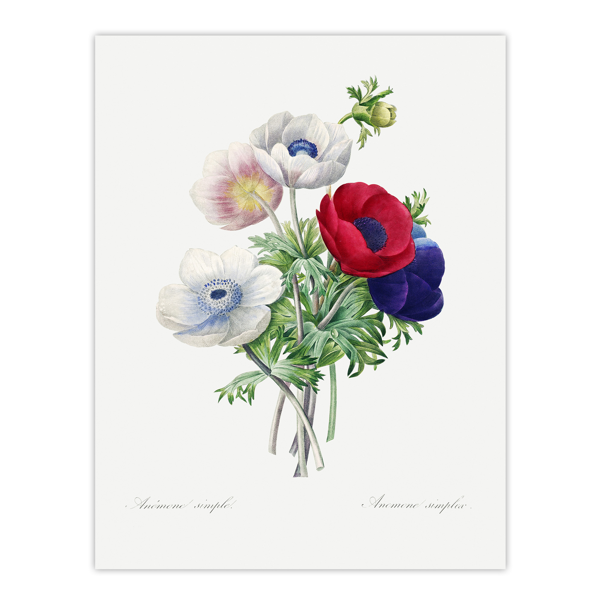 Anemone Flowers Botanical Redoute Vintage Wall Art Print Poster