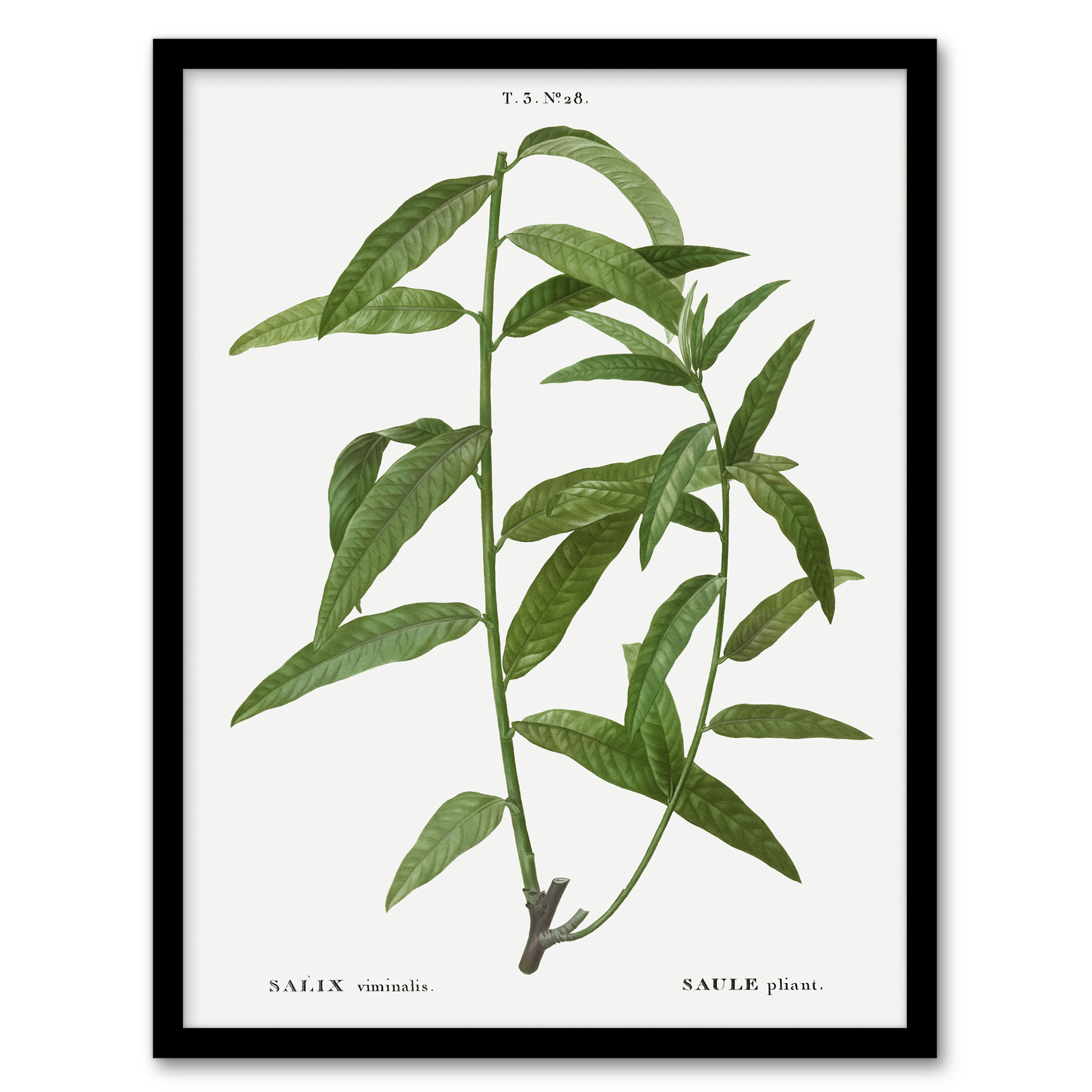 Pierre J Redoute Framed Wall Art Basket Willow Vintage Botanical Home Décor