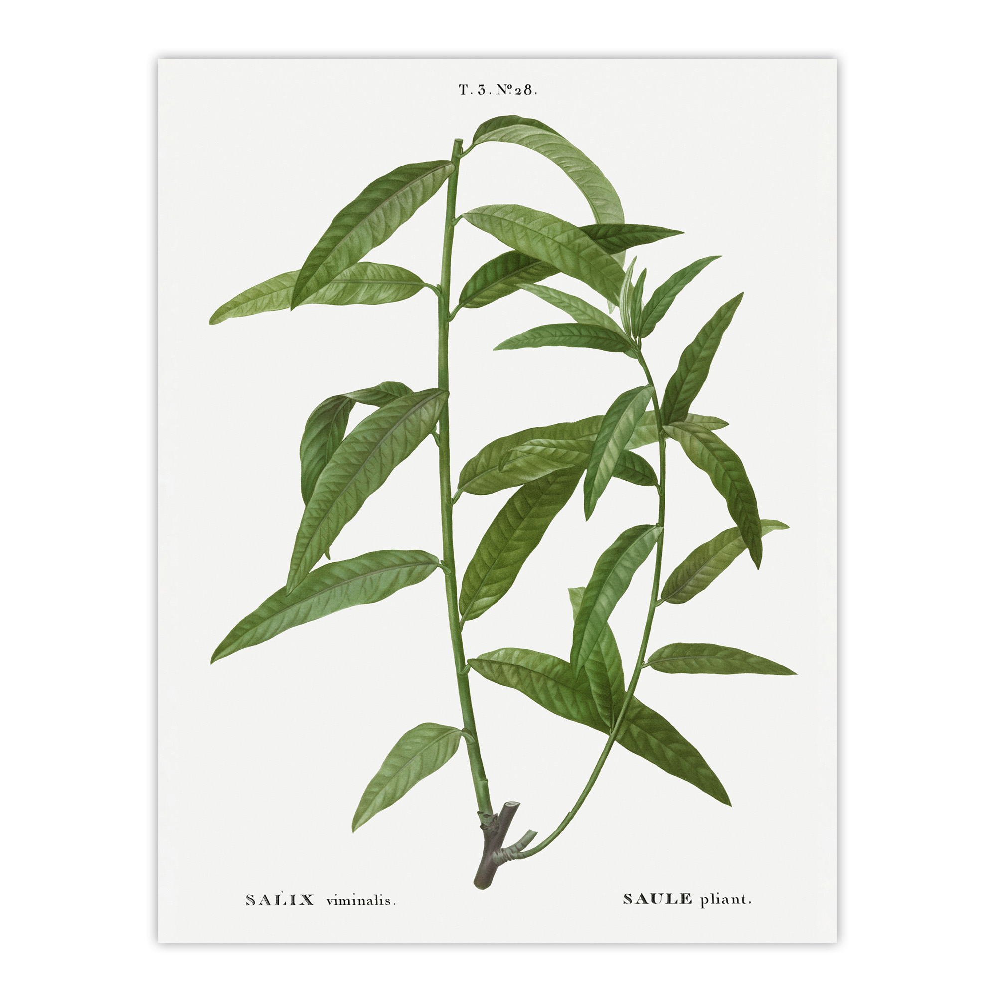 Basket Willow Botanical Redoute Vintage Wall Art Print Poster