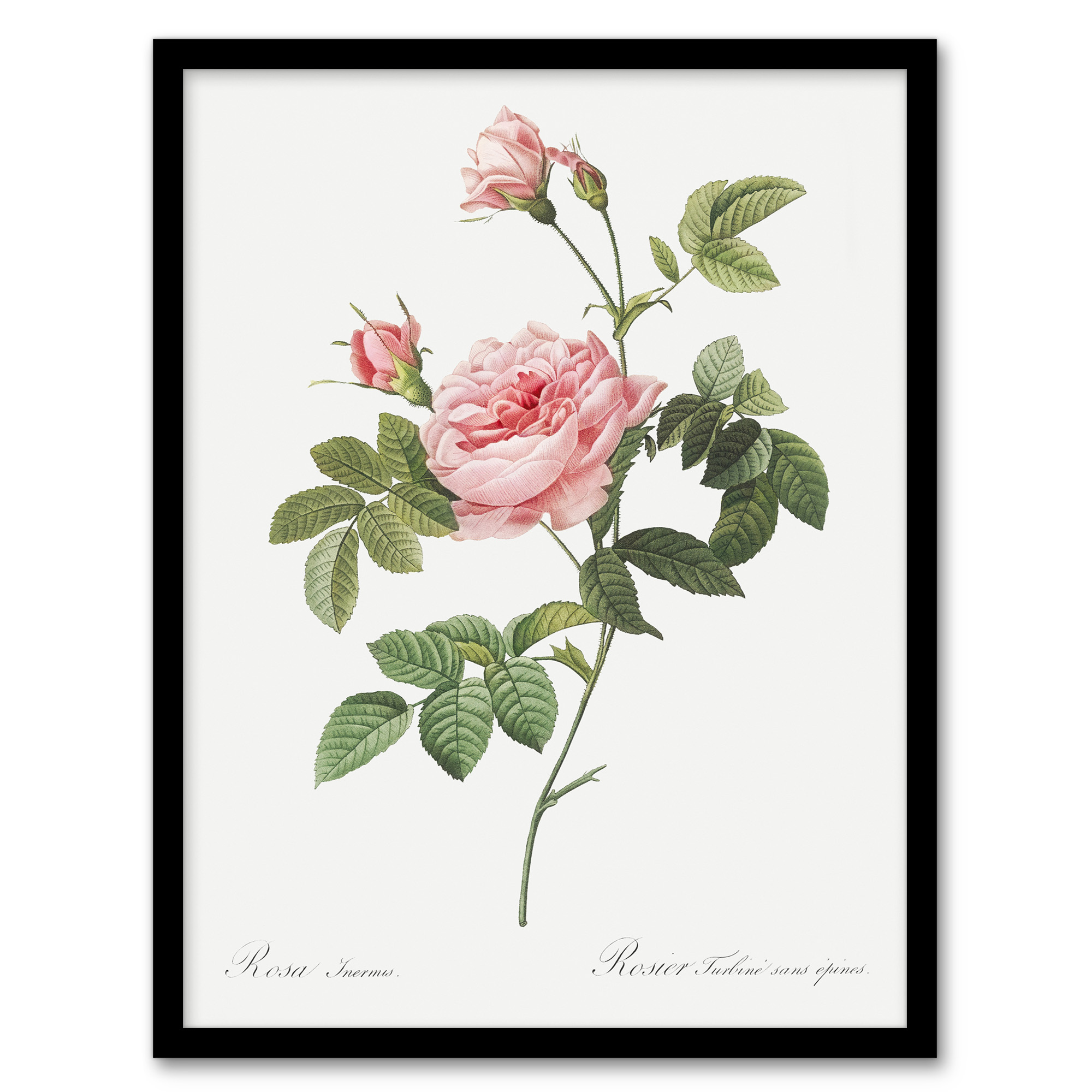 Pierre Joseph Redoute Framed Wall Art Boursault Rose Vintage Floral Home Décor