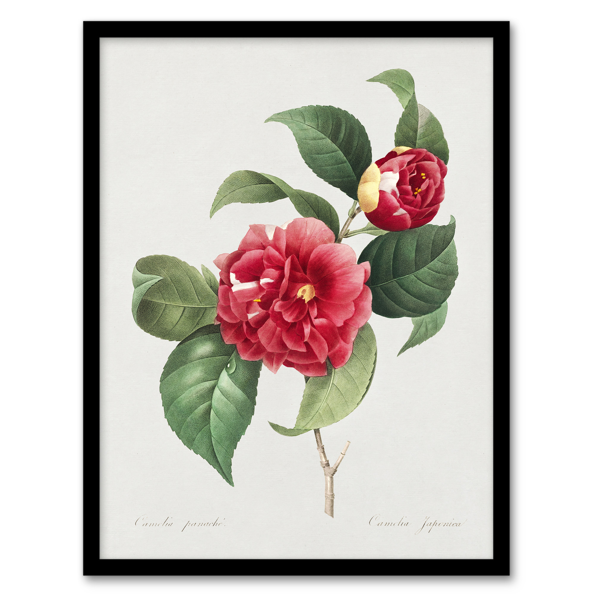 Camelia Floral Illustration Redoute Vintage Wall Art Print Poster