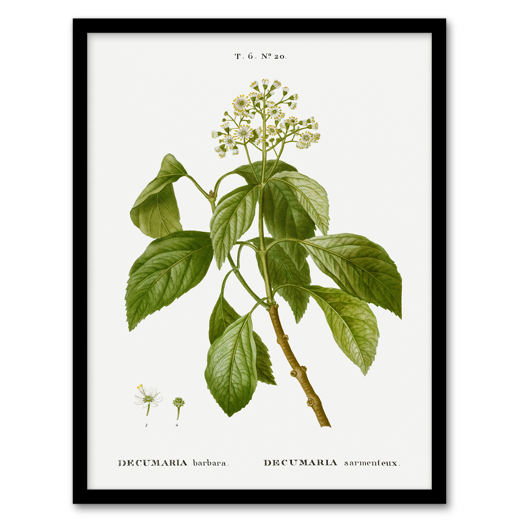 Pierre J Redoute Framed Wall Art Print Climbing Hydrangea Flowers Home Décor