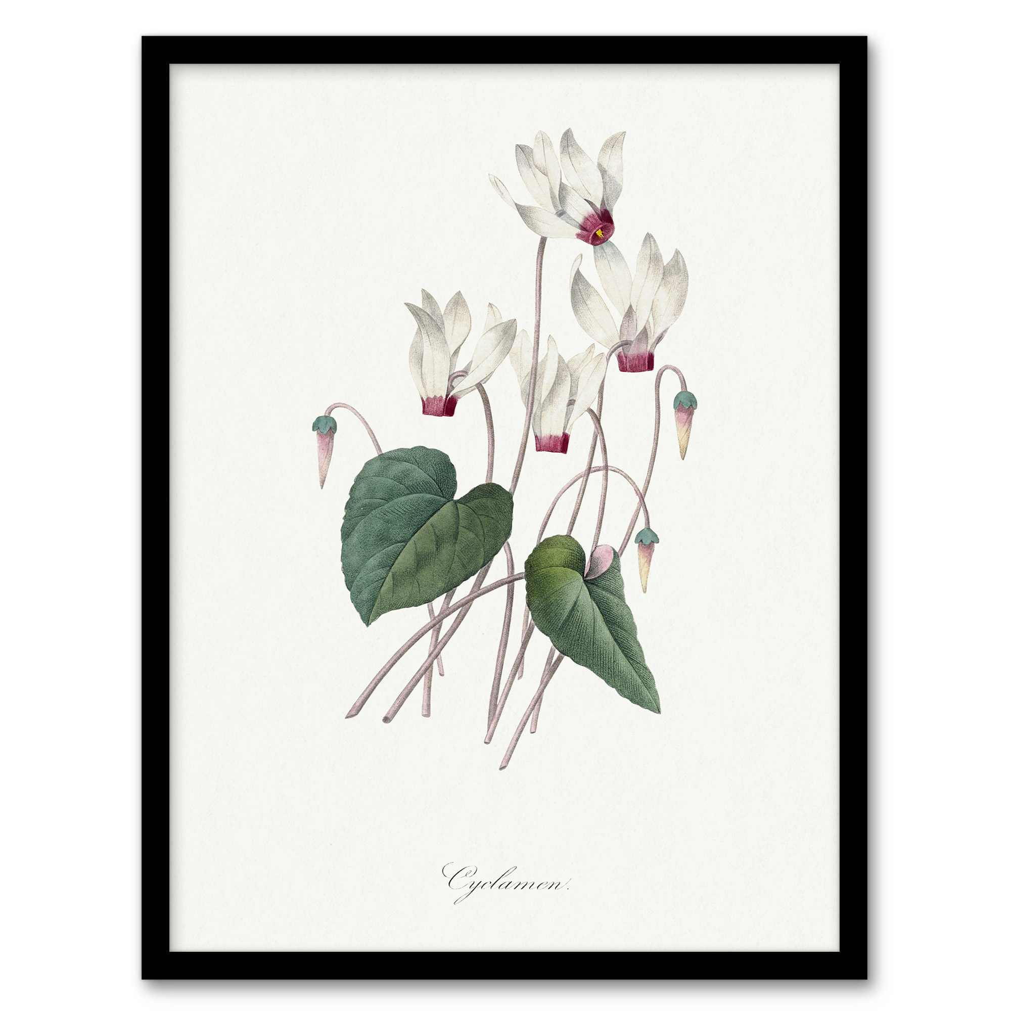 Pierre J Redoute Framed Wall Art Cyclamen Vintage Floral Illustration Home Décor