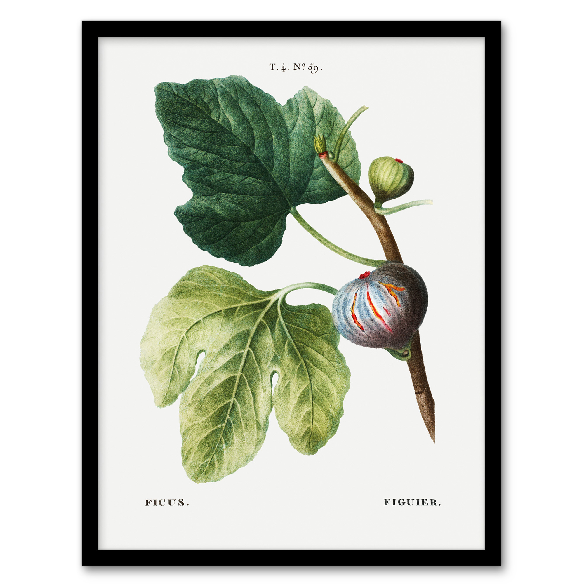 Pierre J Redoute Framed Wall Art Vintage Botanical Ficus Carica Fig Home Décor