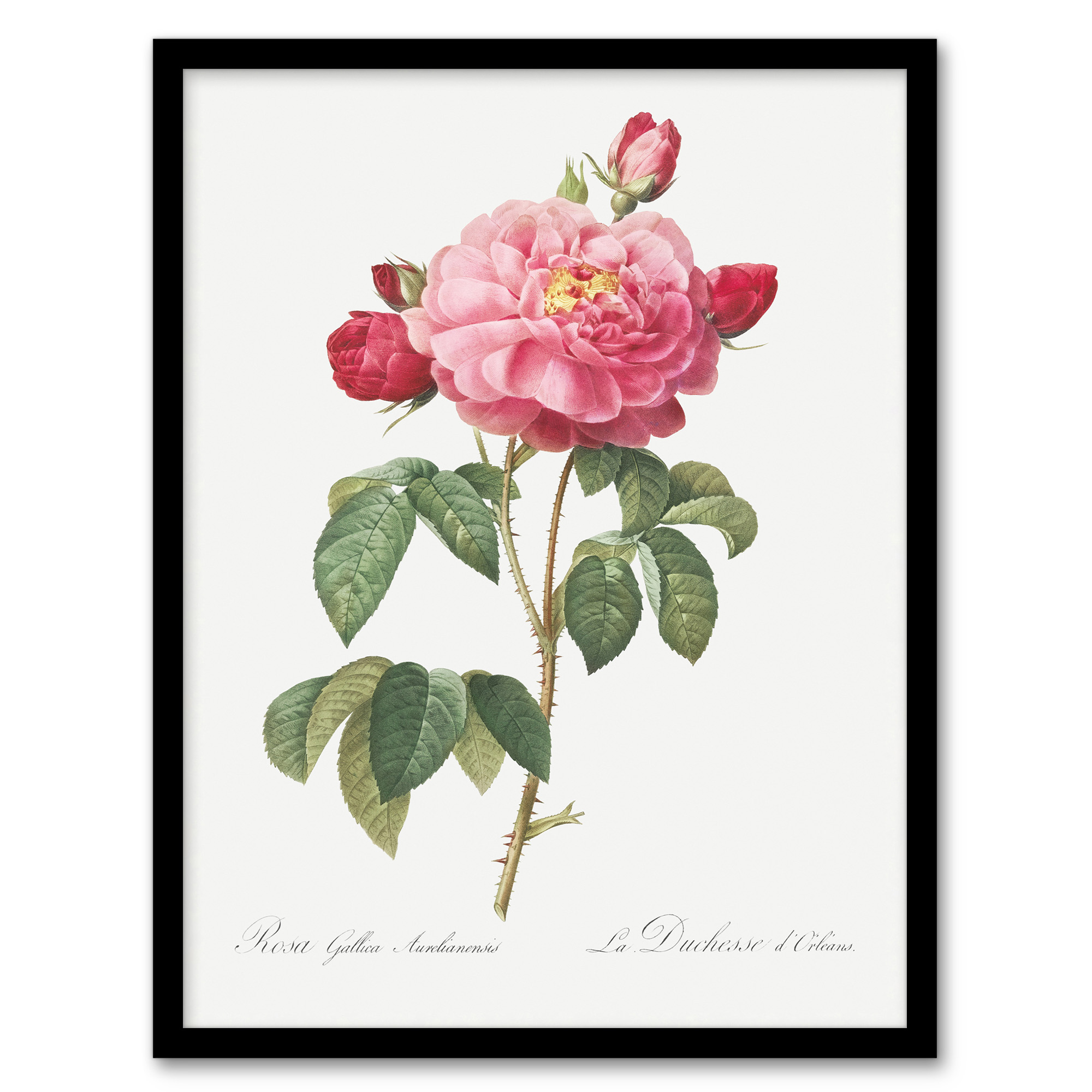 Redoute Framed Wall Art French Rose Vintage Botanical Illustration Home Décor
