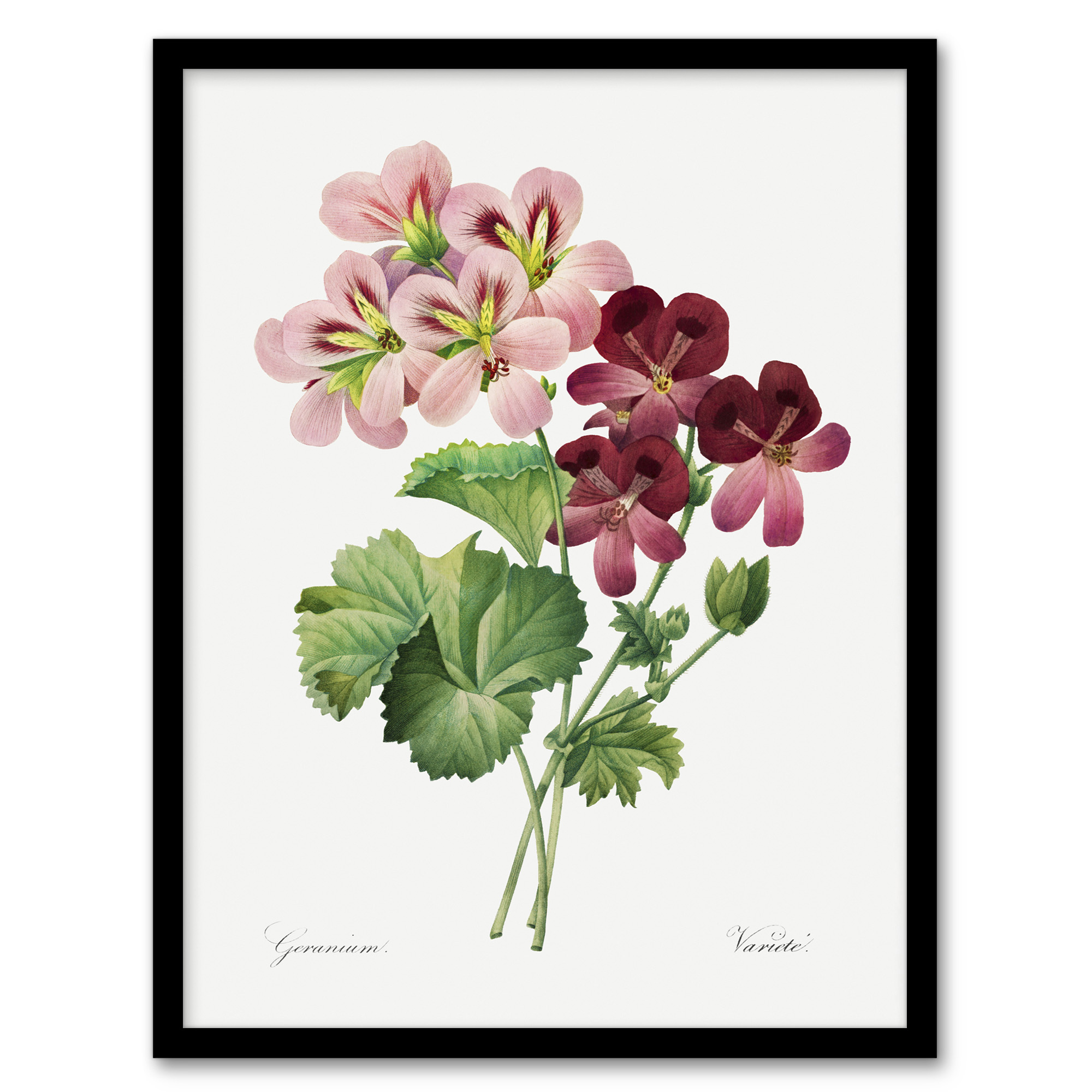 Pierre J Redoute Framed Wall Art Vintage Geranium Flowers Illustration