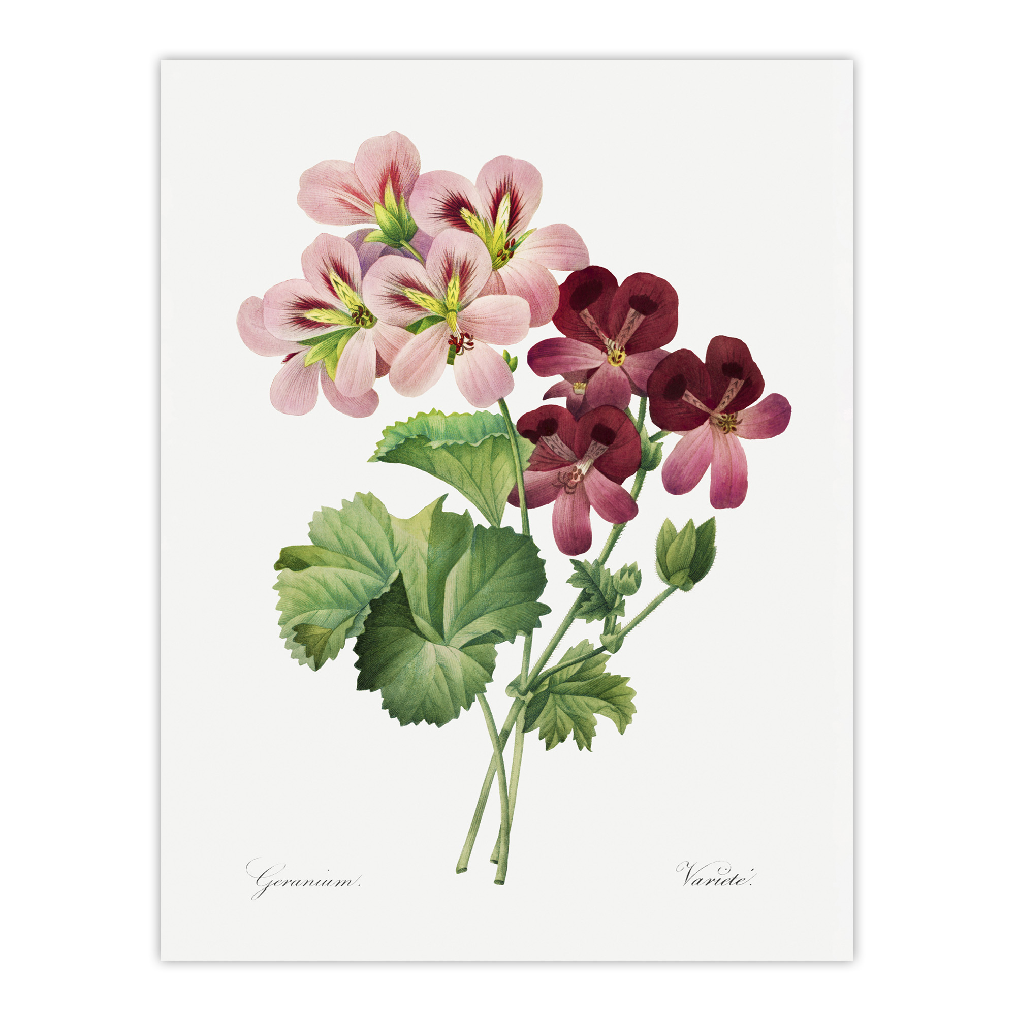 Geranium Flowers Illustration Redoute Vintage Wall Art Print Poster