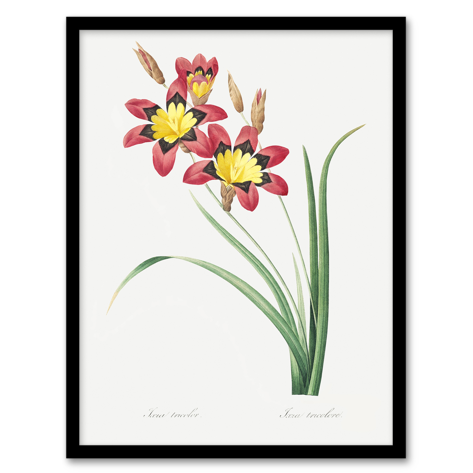 Redoute Framed Wall Art Harlequin Flowers Vintage Floral Illustration Home Décor