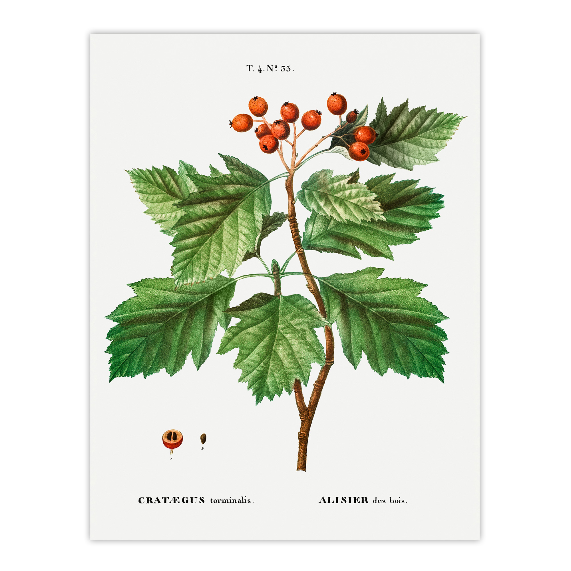 Hawthorn Botanical Illustration Redoute Vintage Wall Art Print Poster