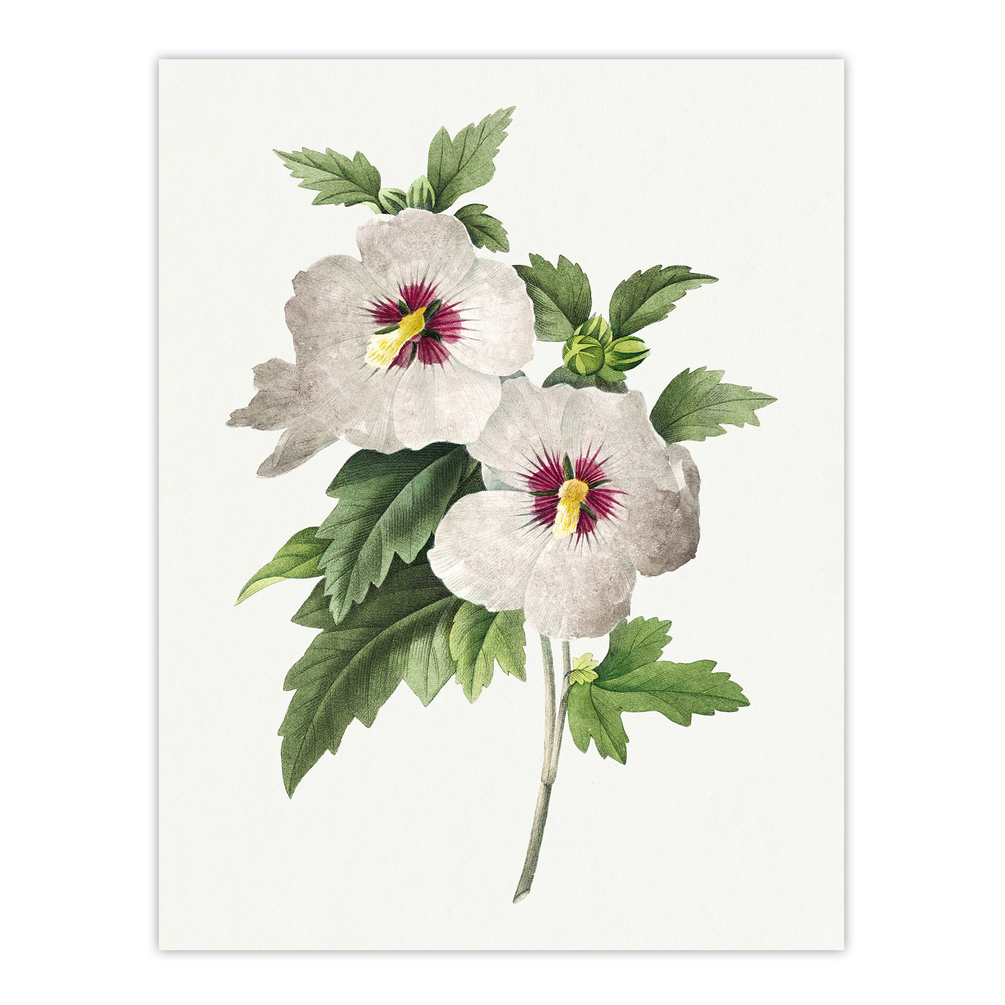 Hibiscus Flower Illustration Redoute Vintage Wall Art Print Poster