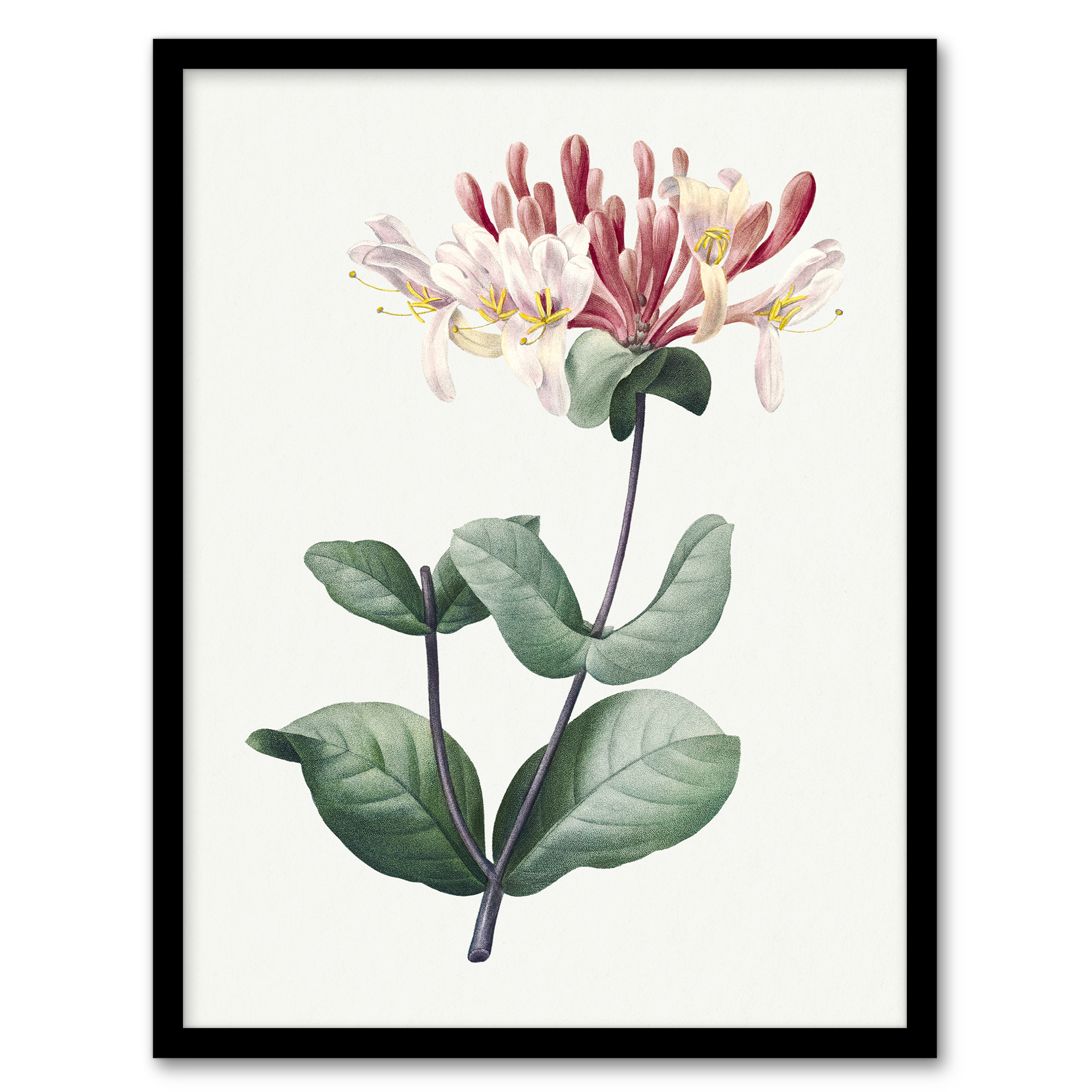 Redoute Framed Wall Art Honeysuckle Vintage Botanical Illustration Home Décor